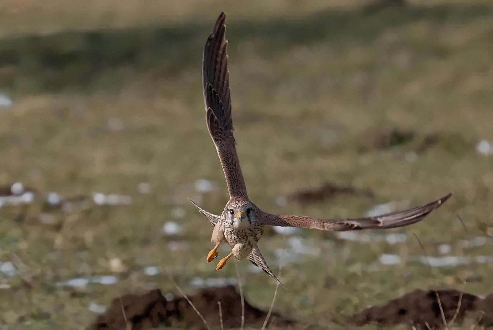 The turn of the Kestrel