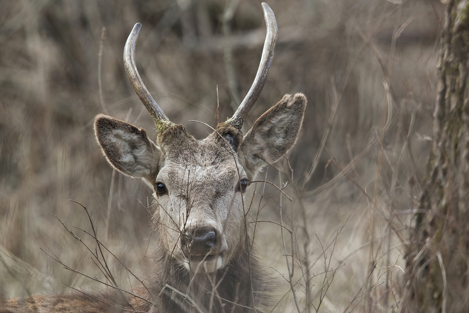 Portrait of a Fusone (cervus elaphus