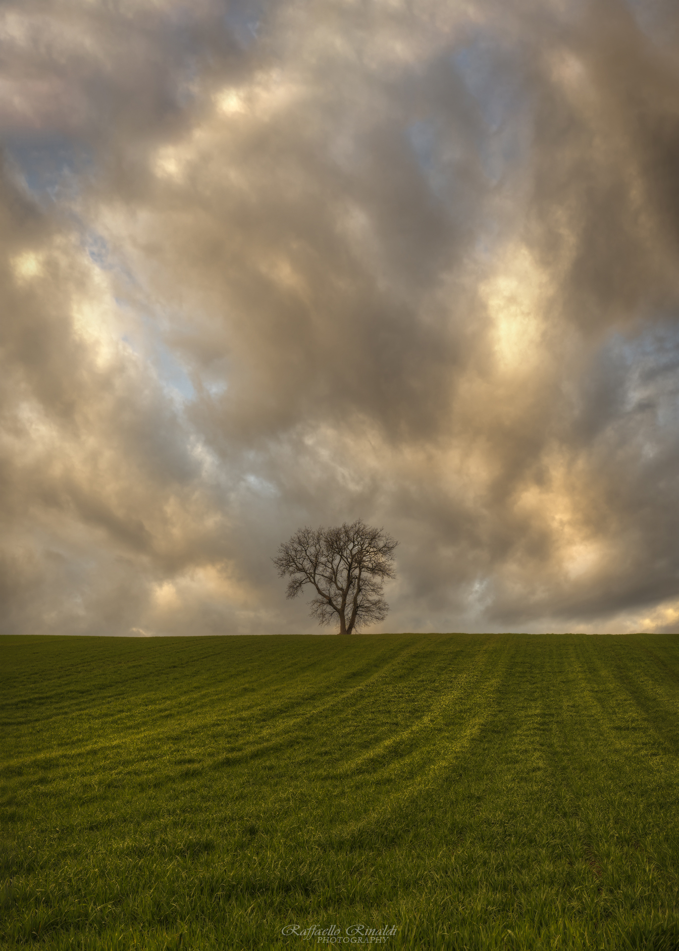 Lonely tree at sunset