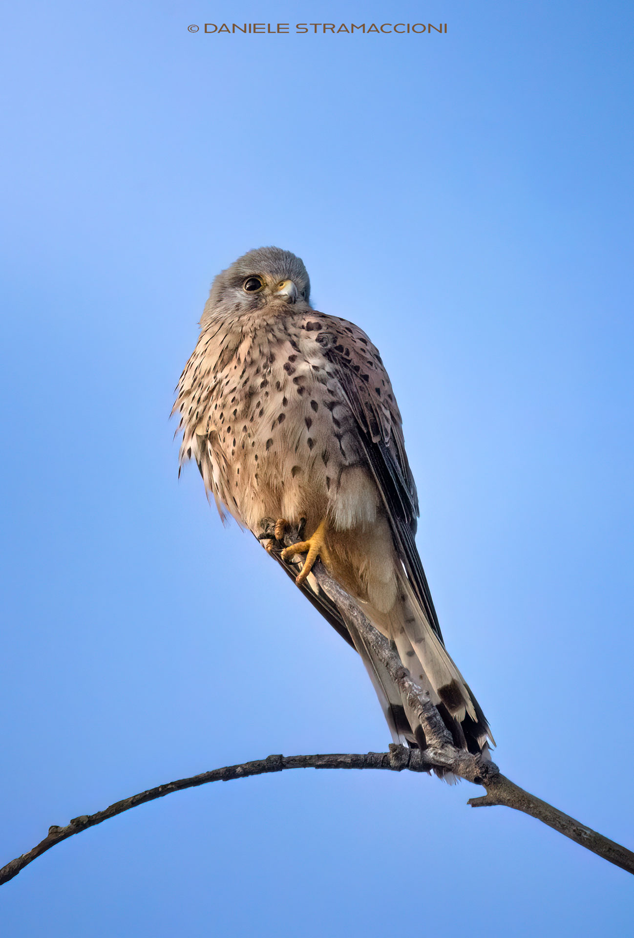 Kestrel