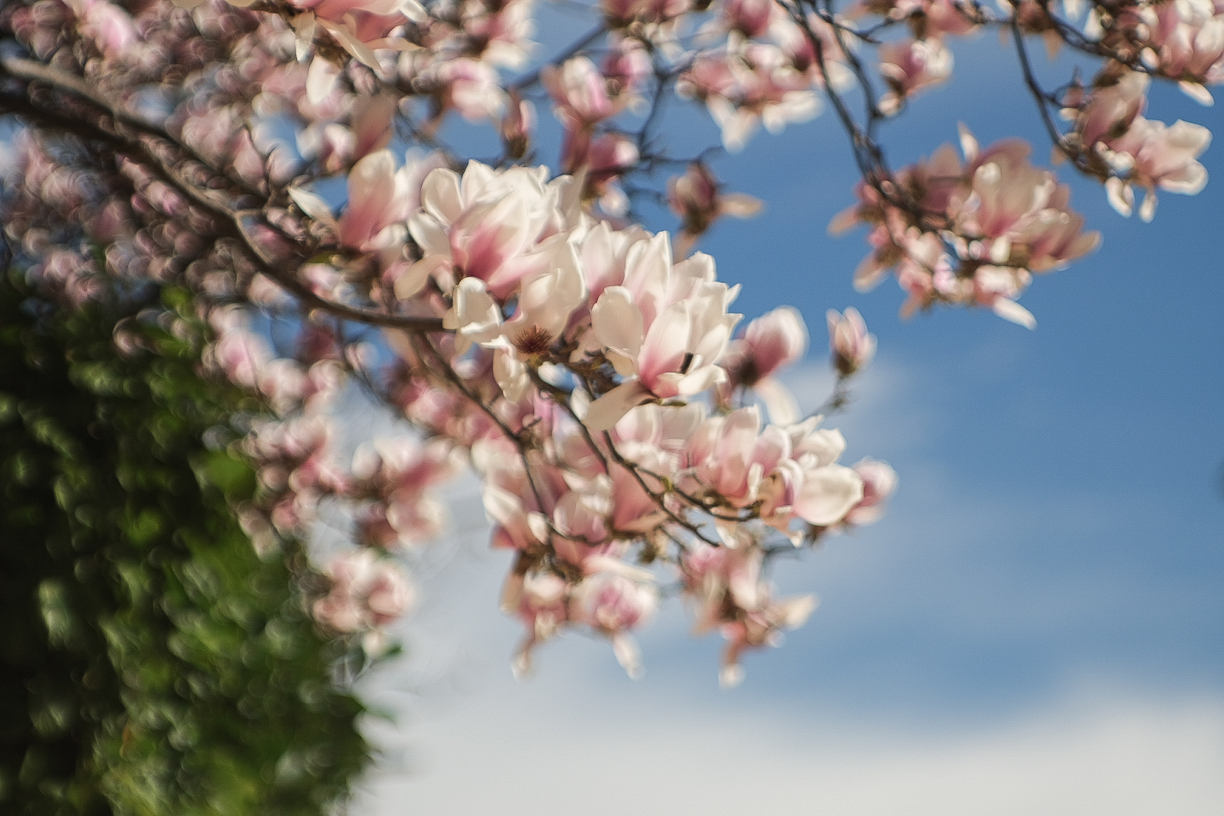Spring bomb