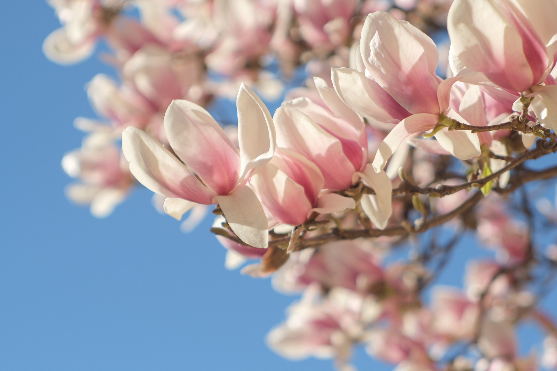Spring bomb3