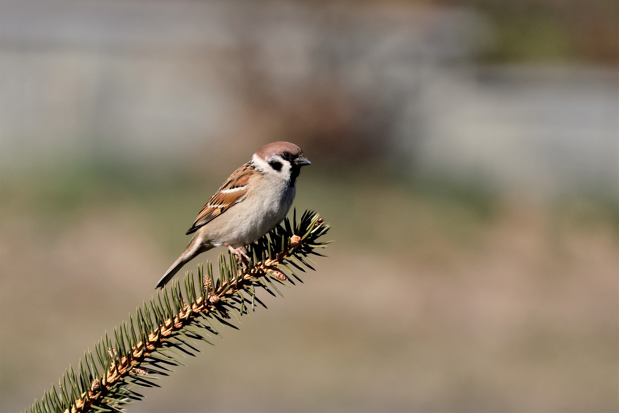 tree sparrow