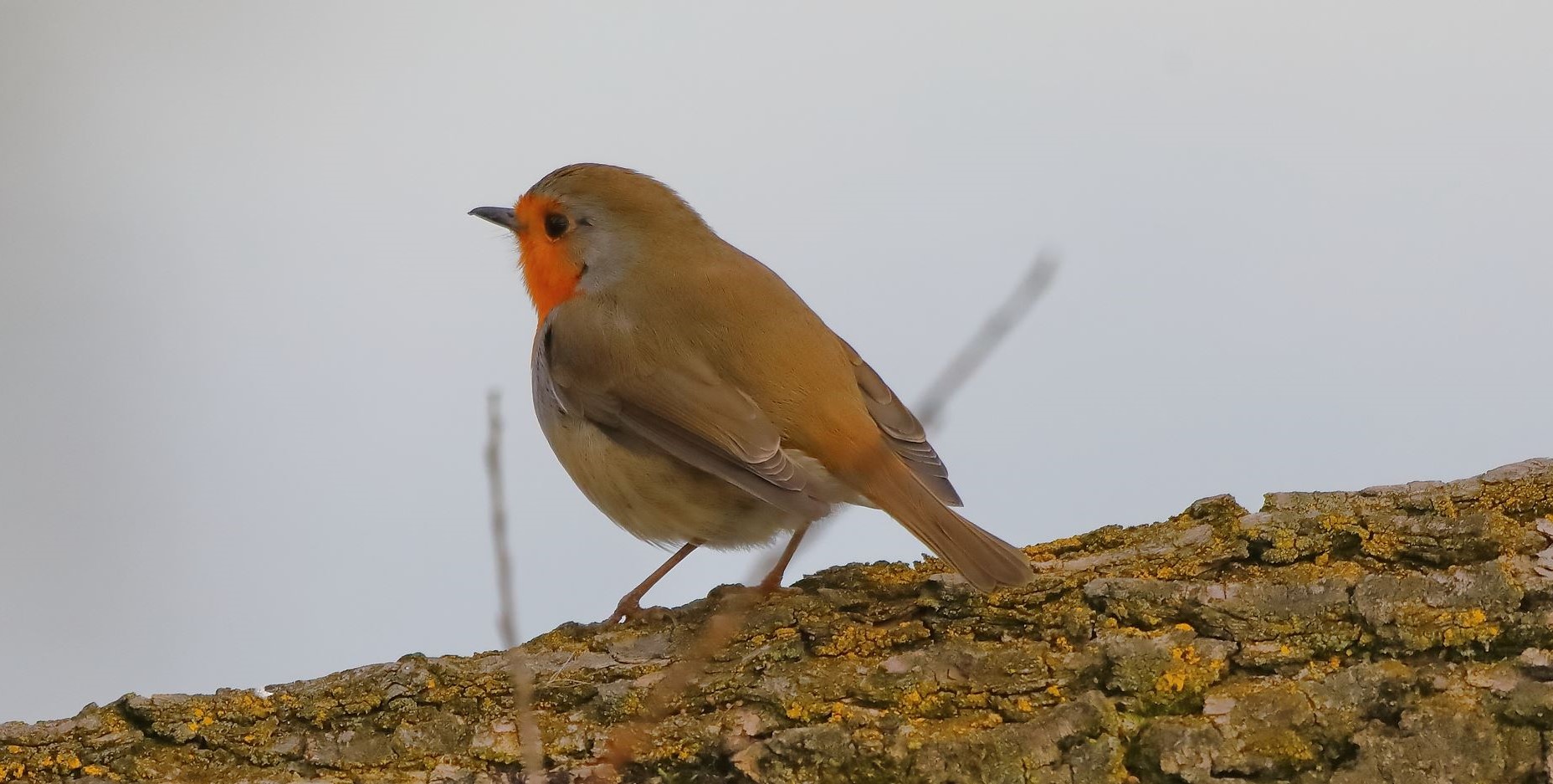 Pettirosso 11-01-2023