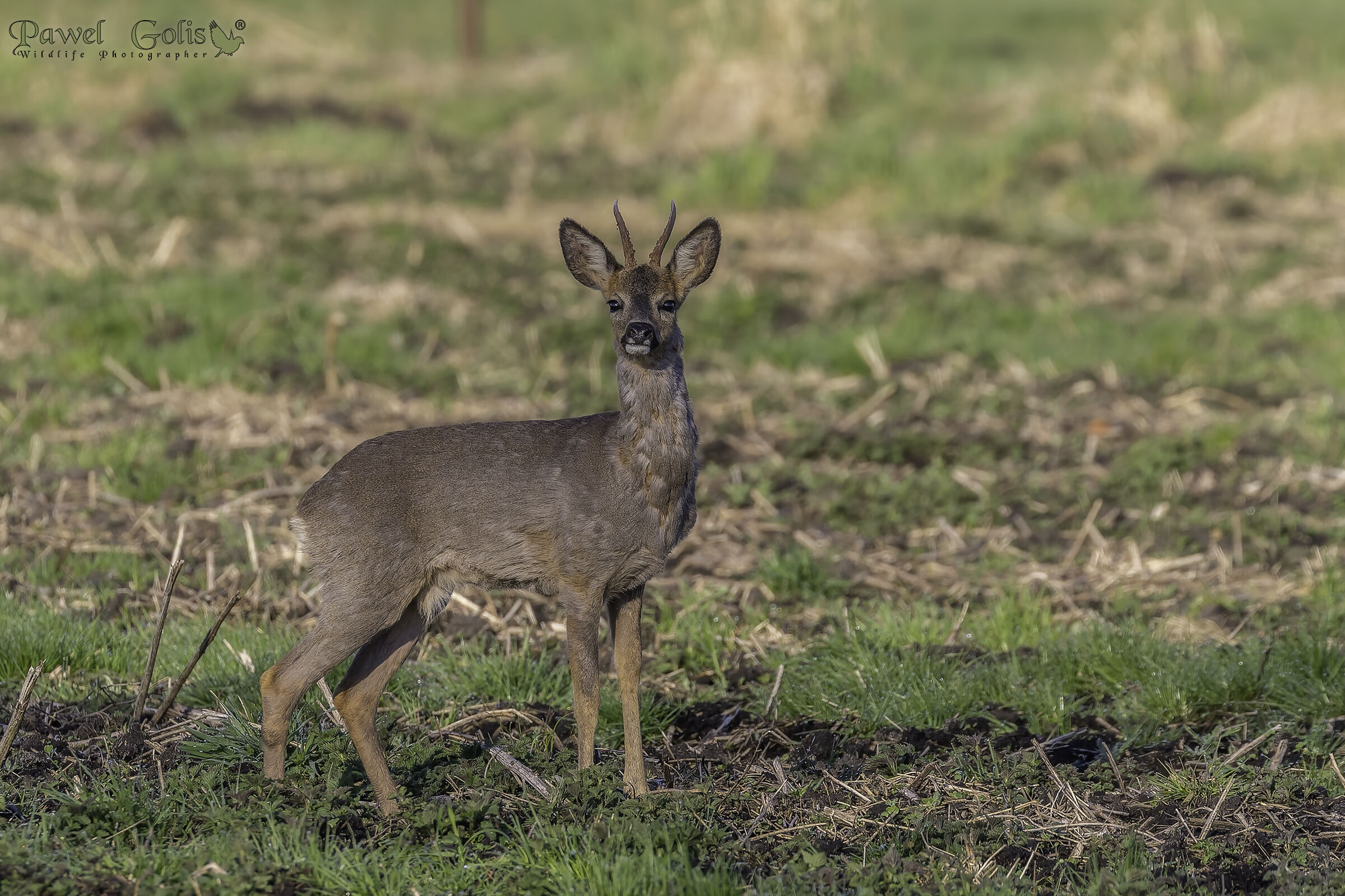 Capriolo (Capreolus capreolus)