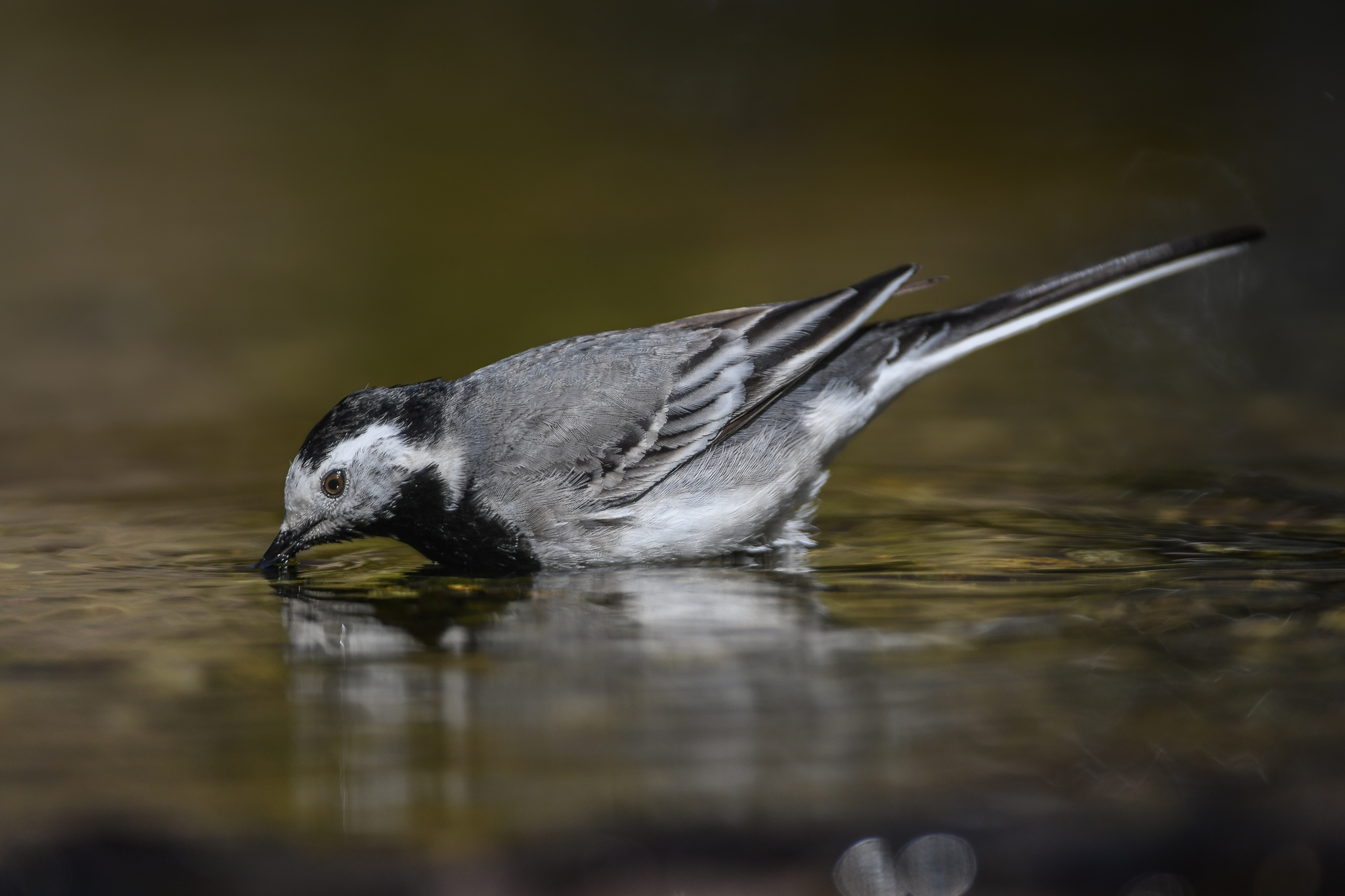 Ballerina bianca dalla forma esile ed elegante
