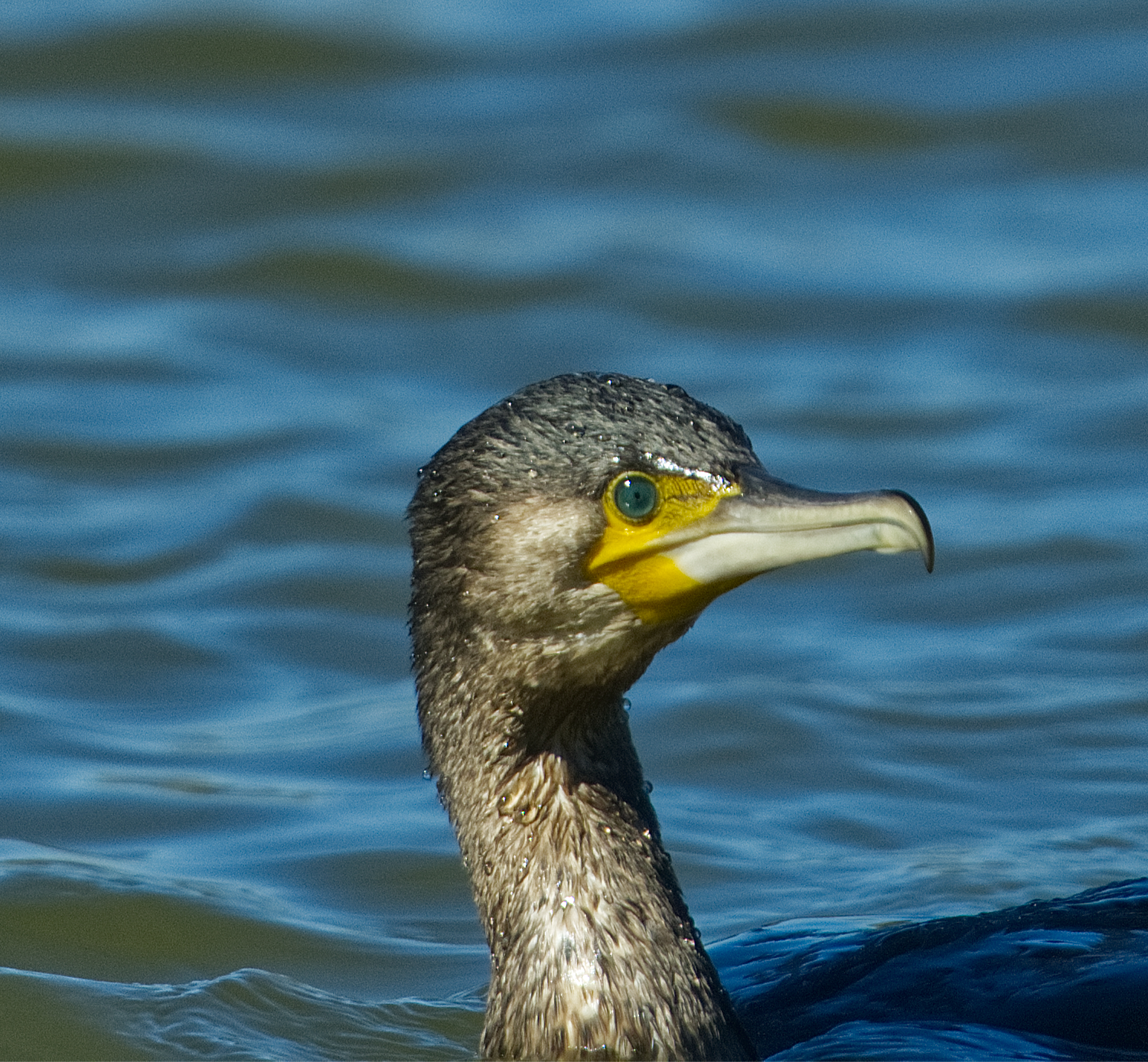 cormorant