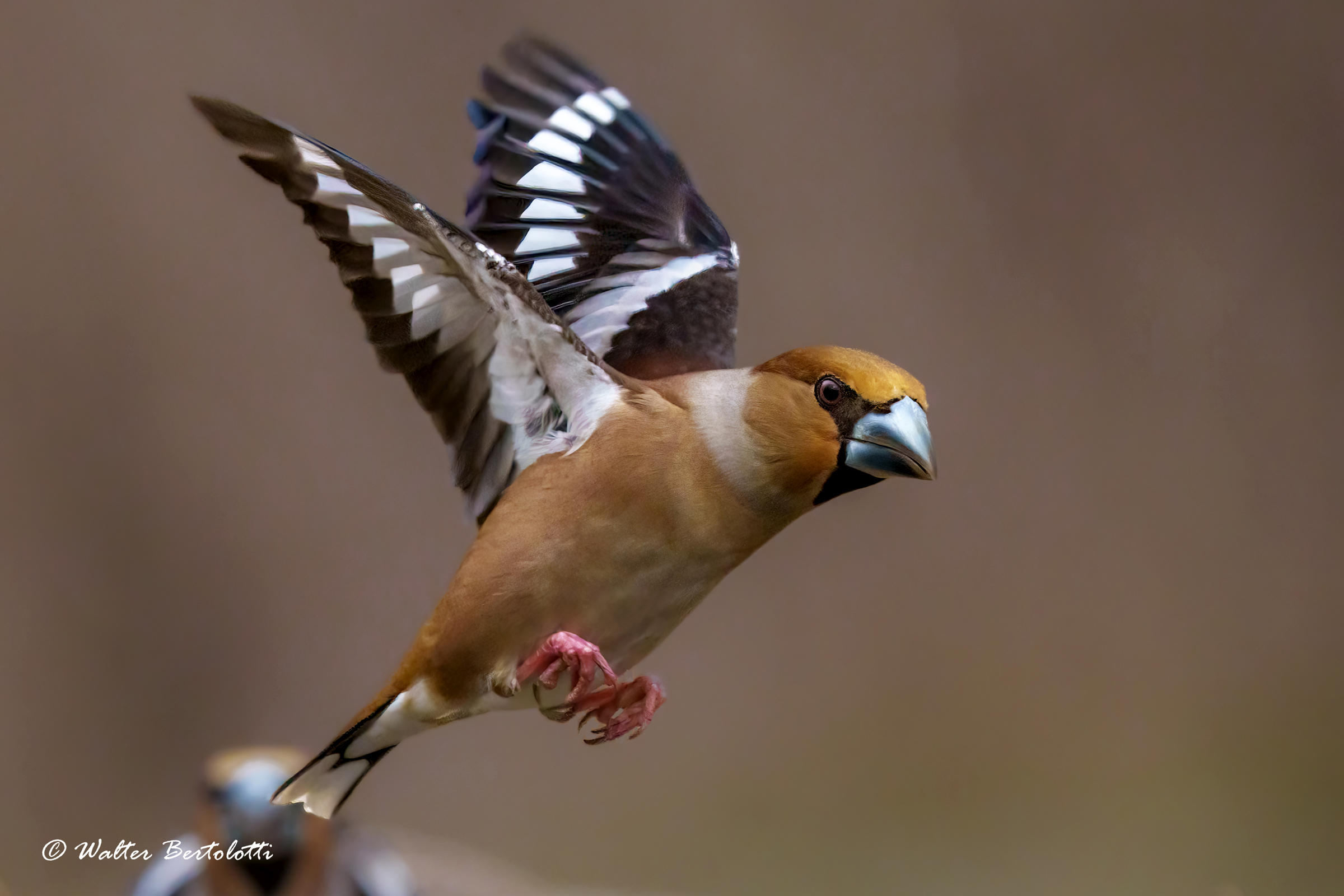 hawfinch