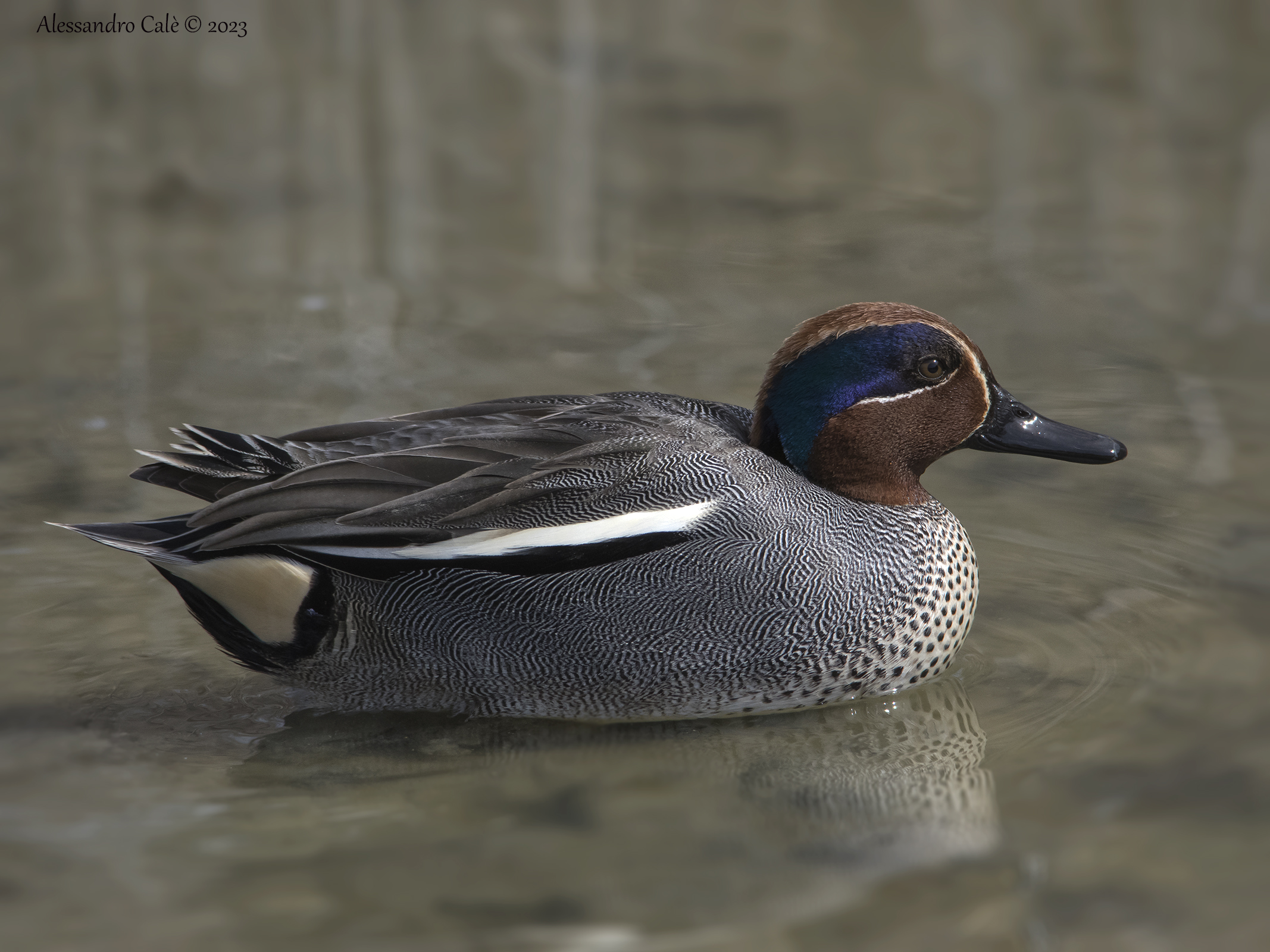 Anas crecca (Alzavola) 3745