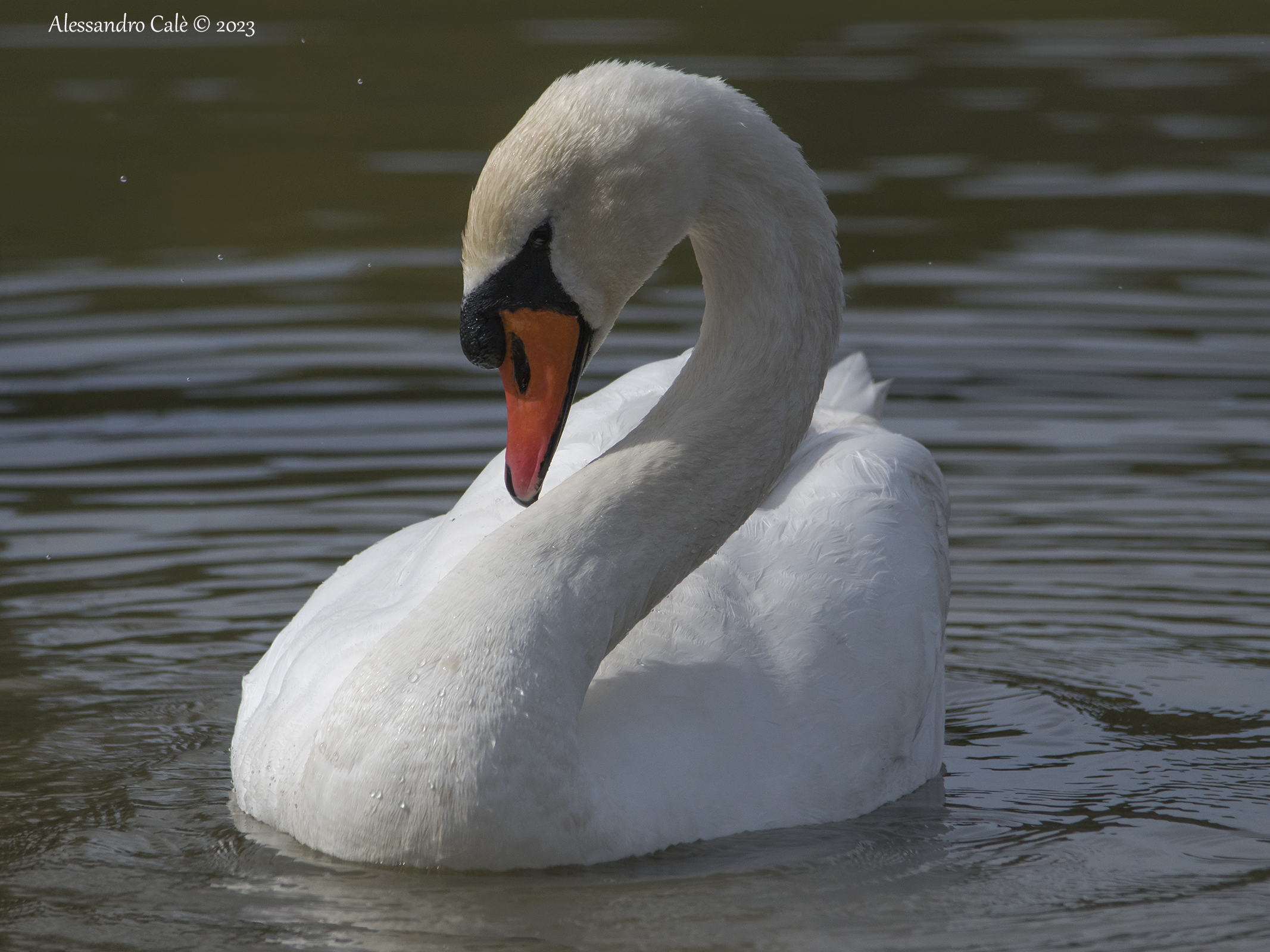 Cygnus olor (Cigno reale) 3811