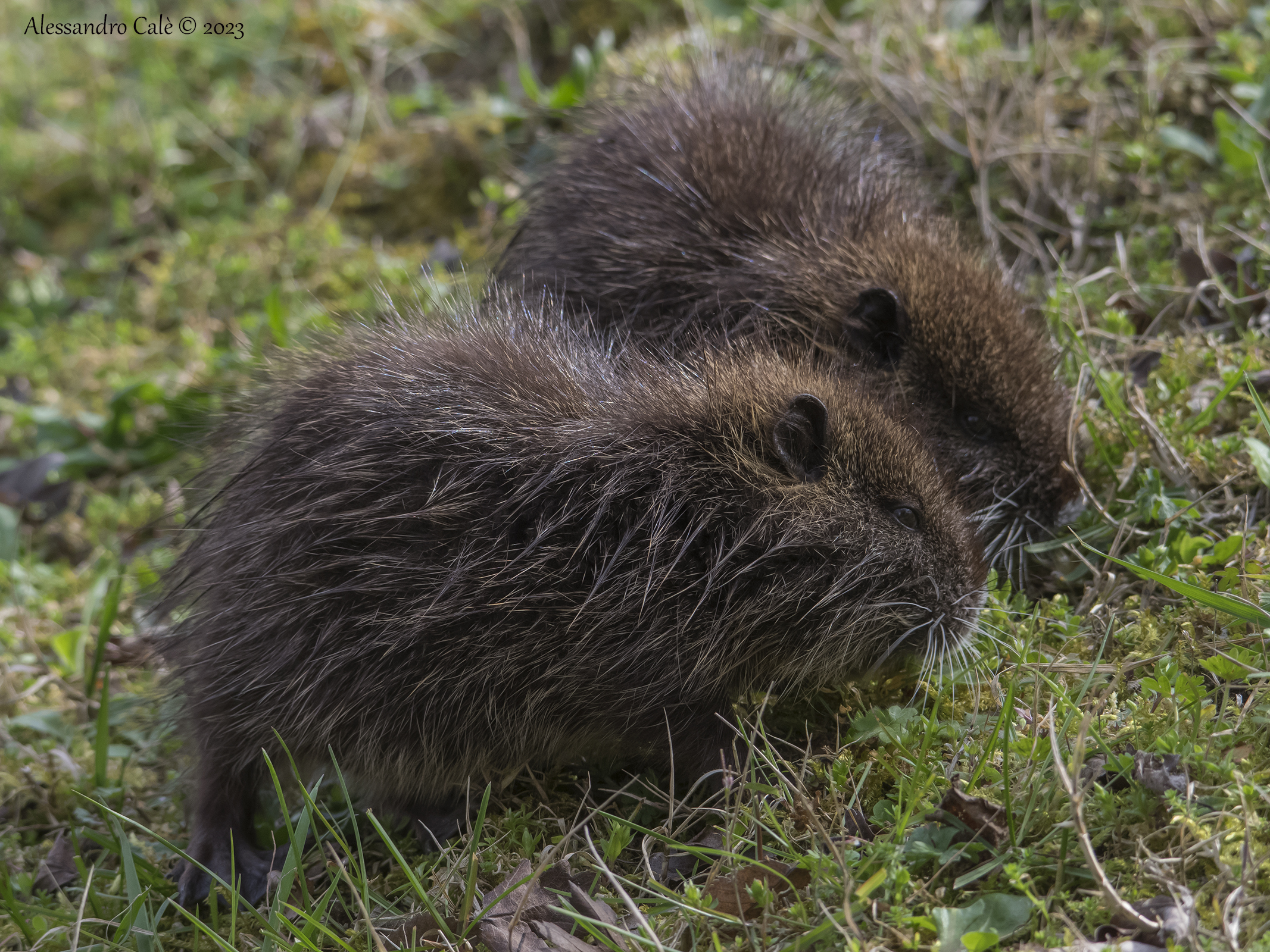 Myocastor coypus (Nutria) 3878