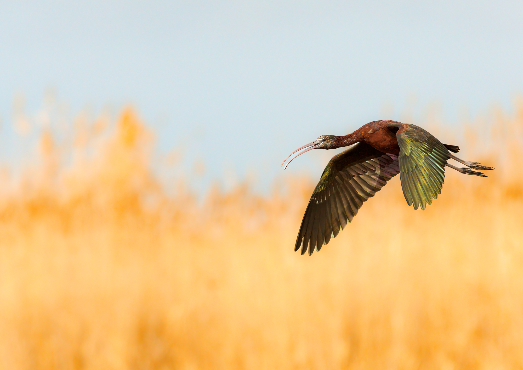 Glossy ibis