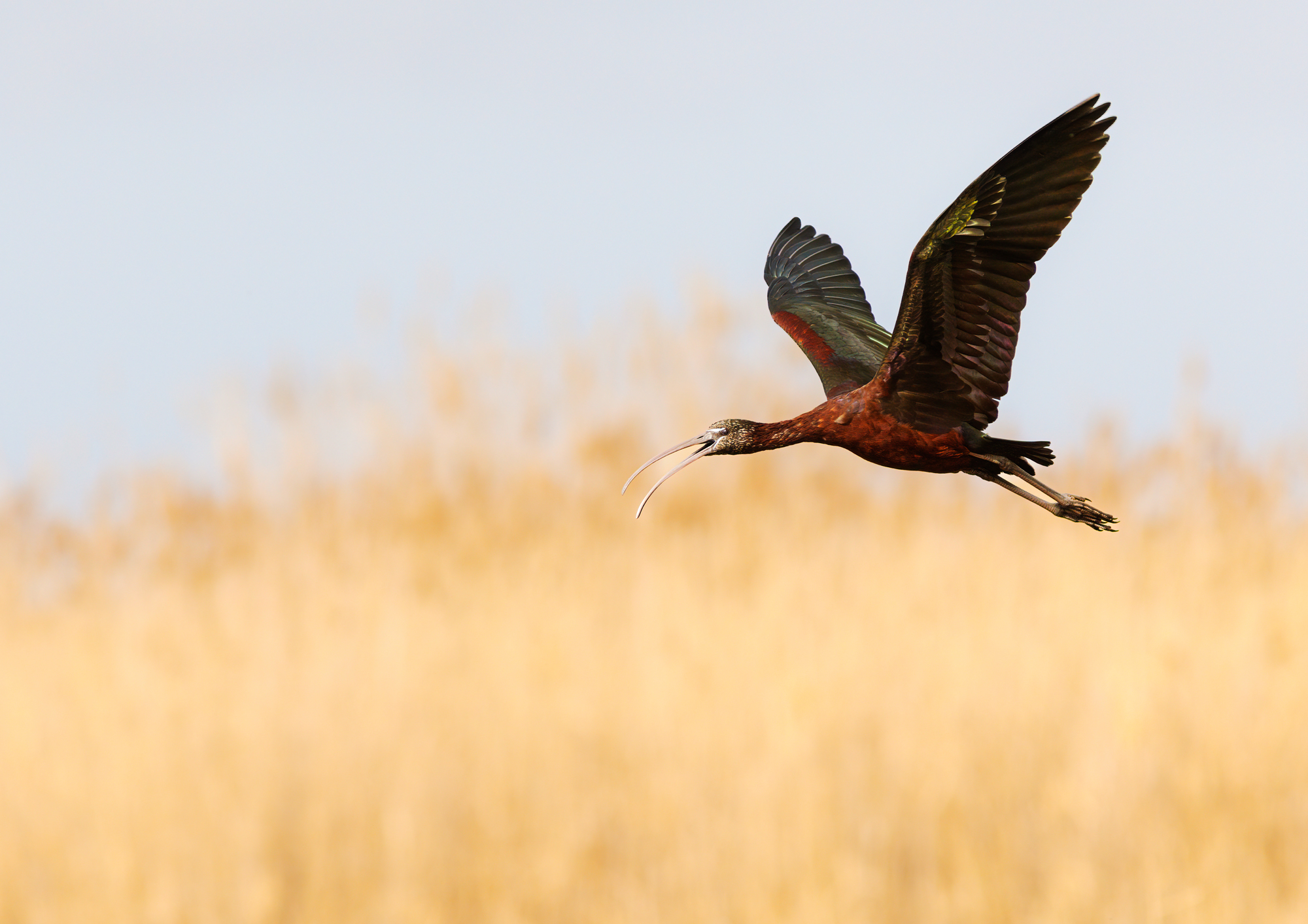 glossy ibis