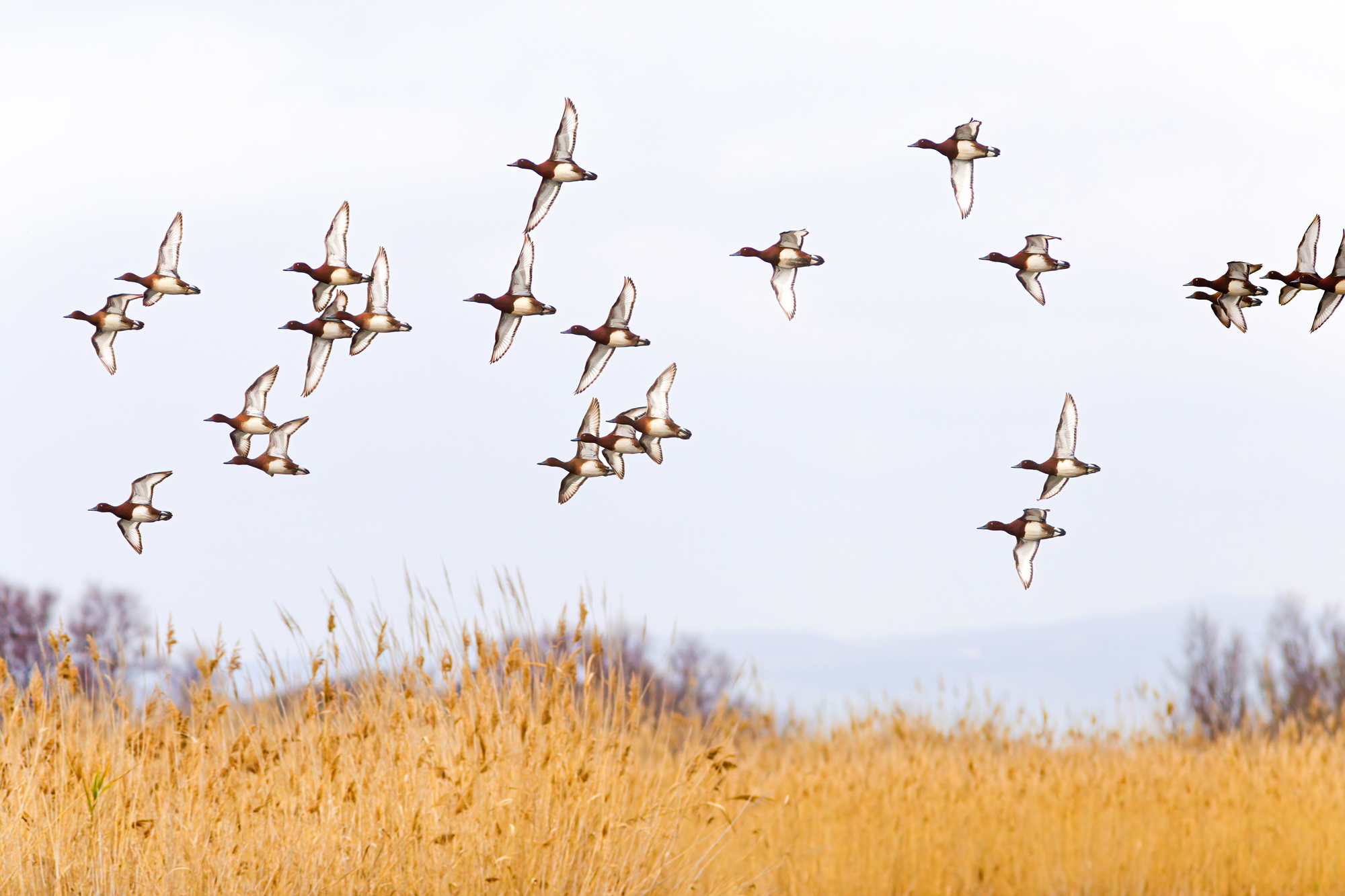 I don't know the species