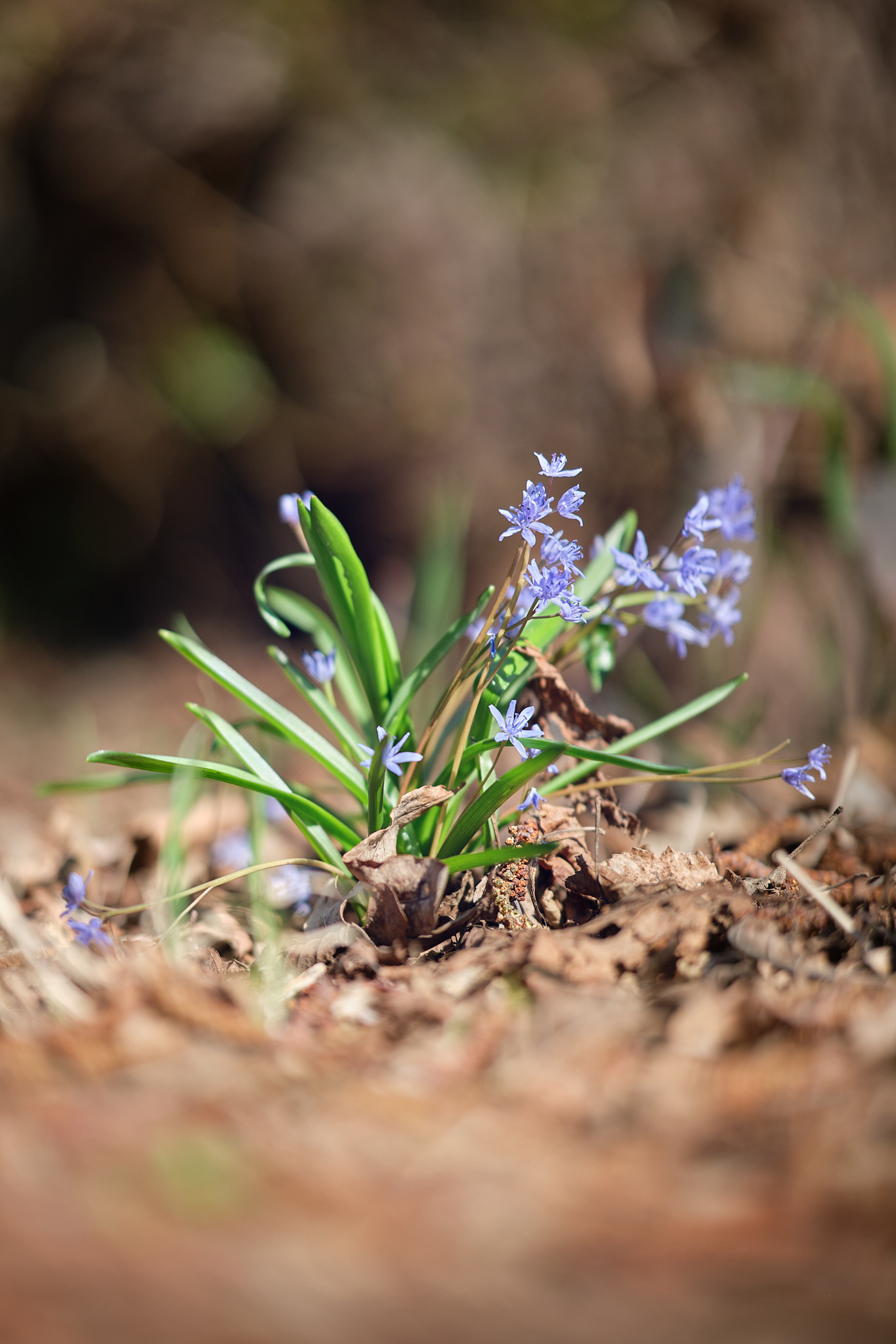 Scilla Bifolia
