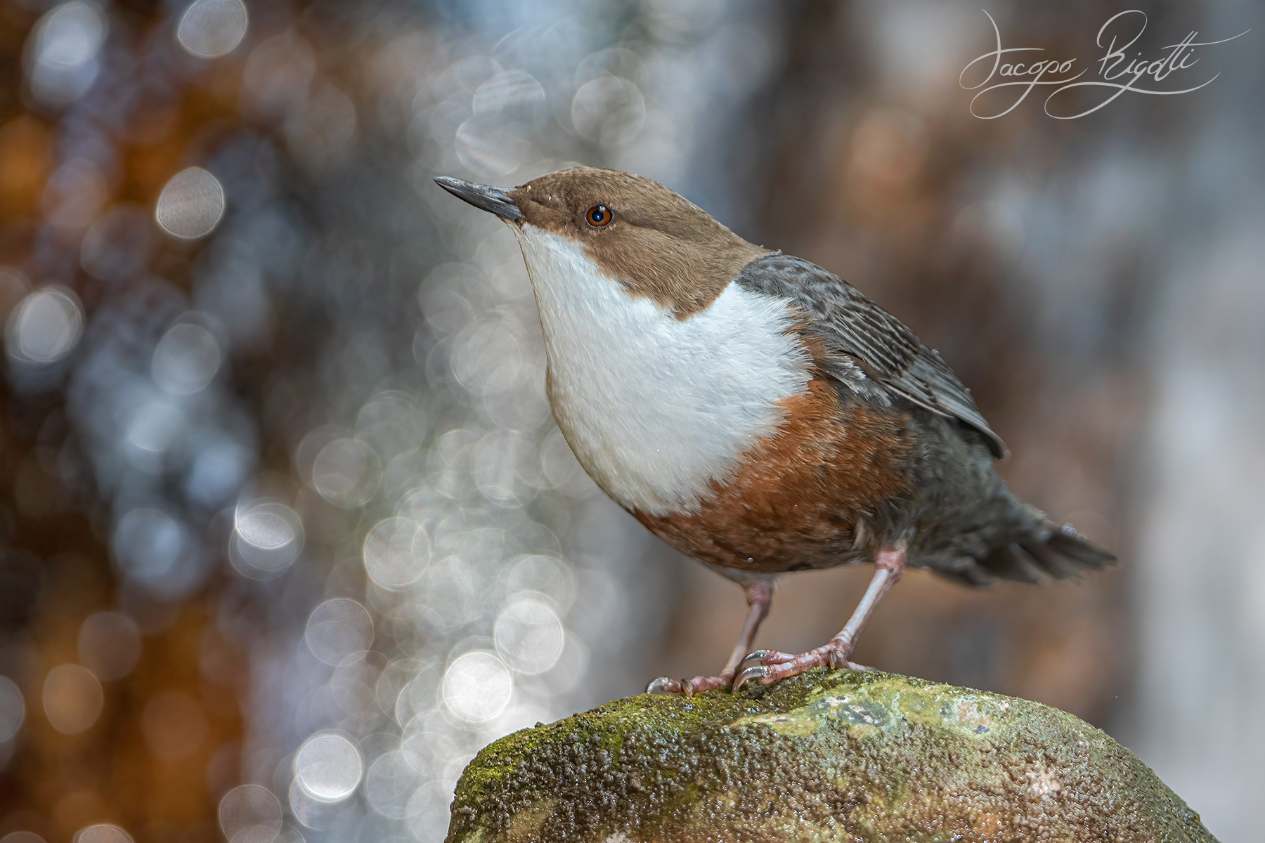White-throated dipper