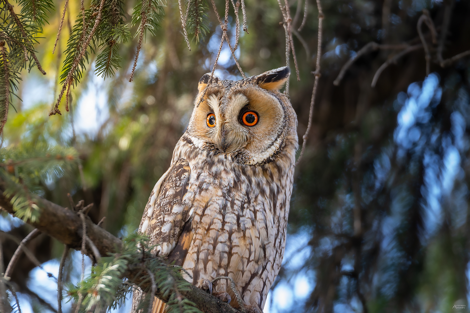 Asio otus