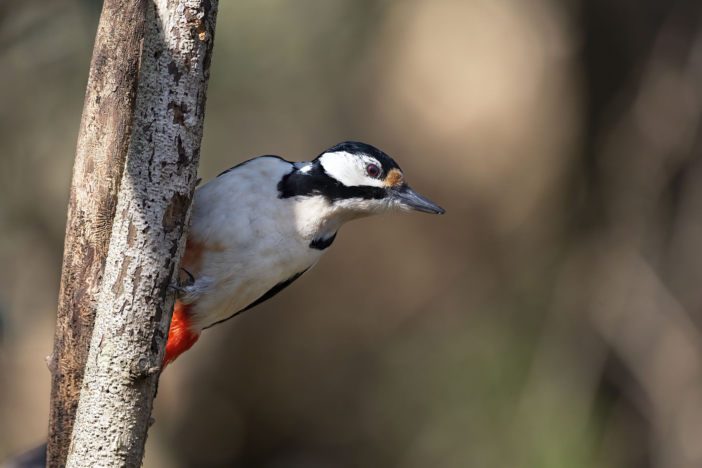 Picchio rosso maggiore