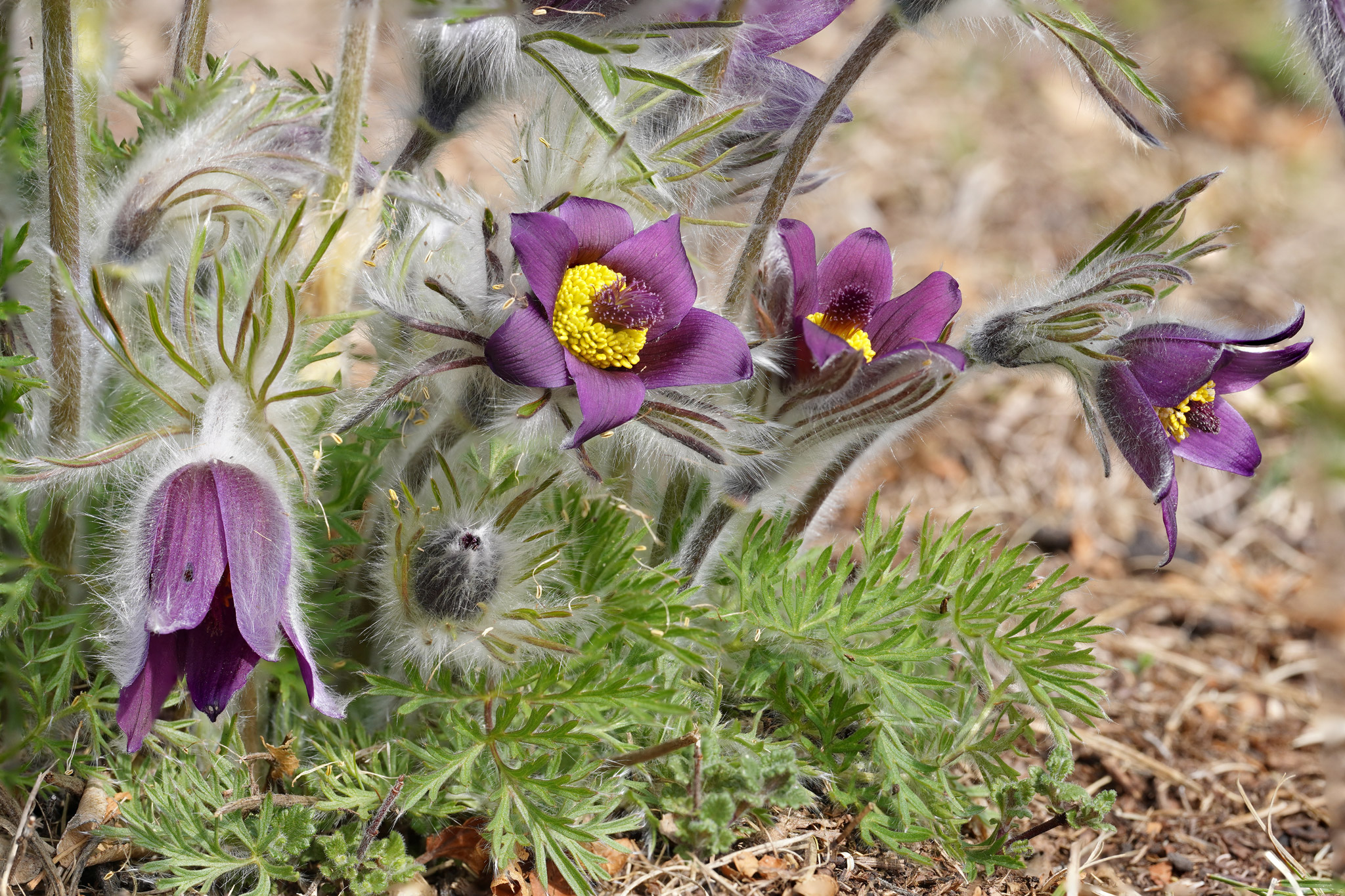 Pulsatilla