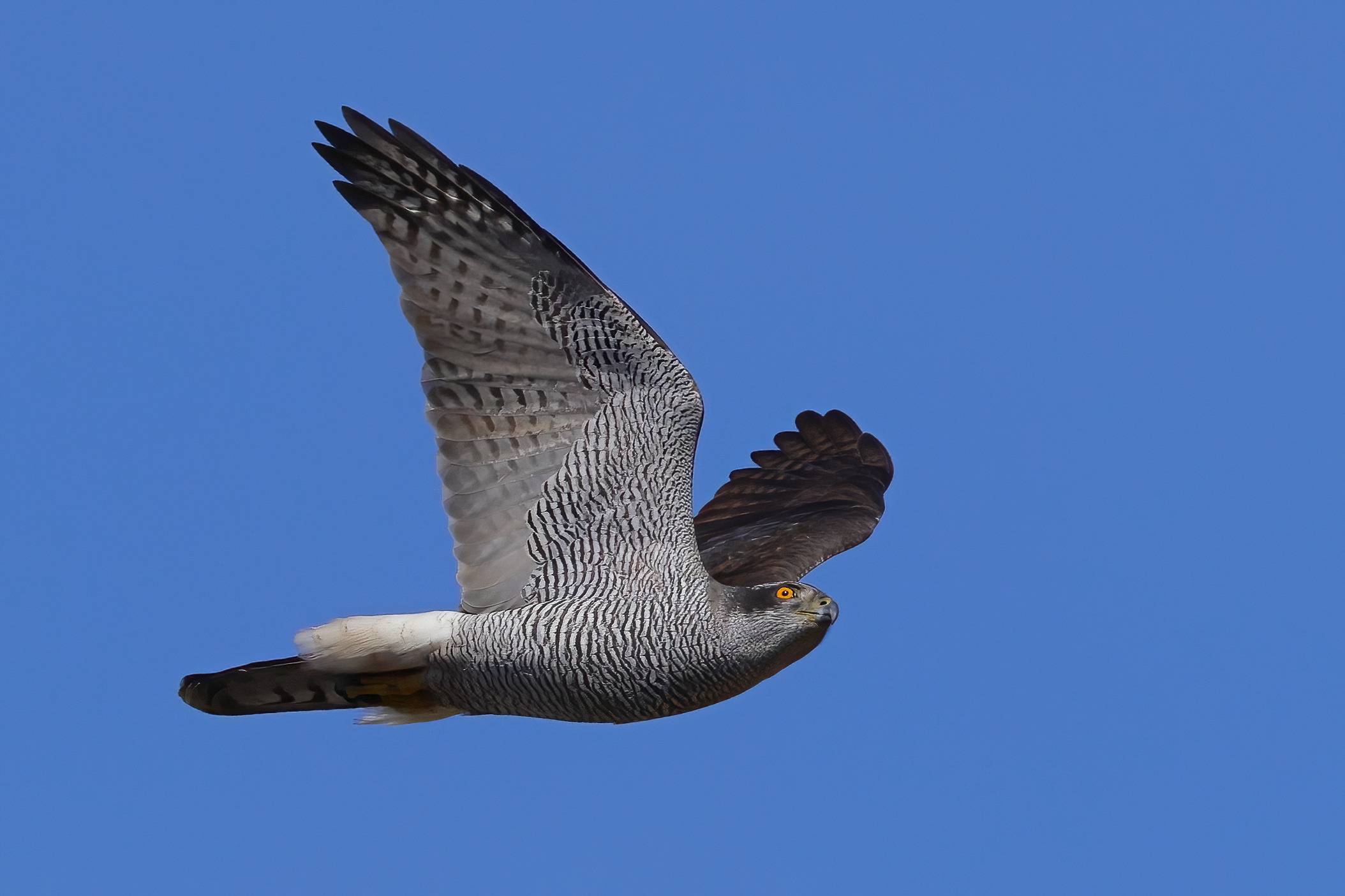 Goshawk
