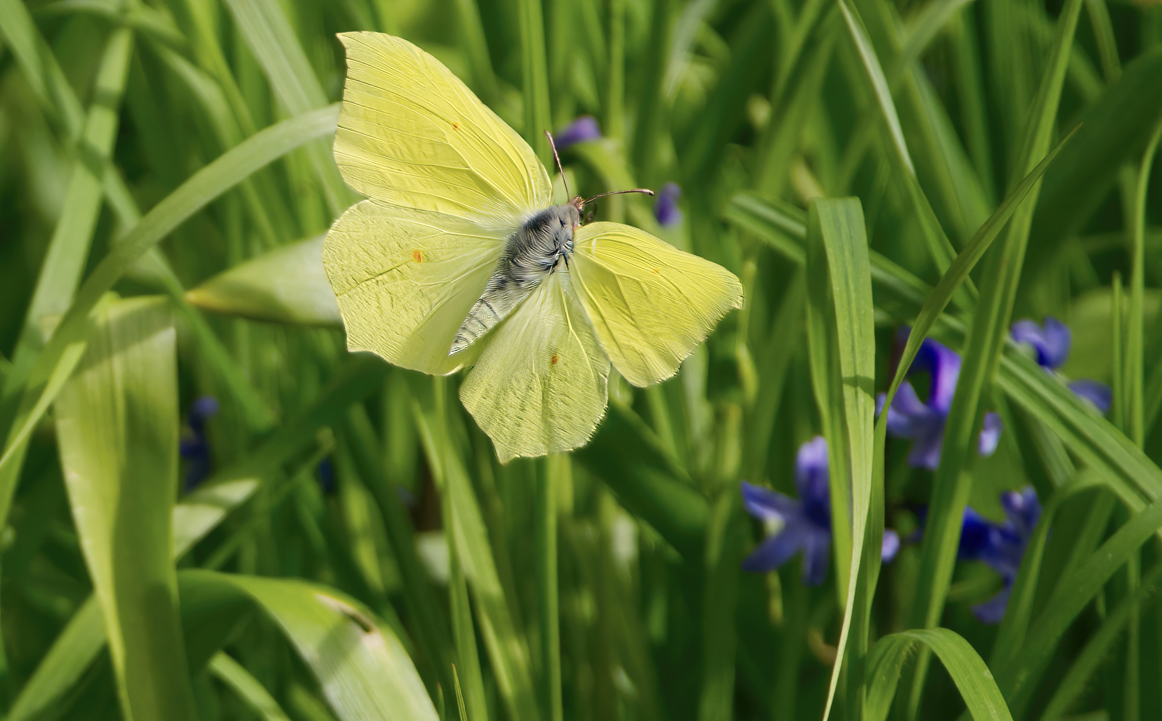 Son tornate le farfalle