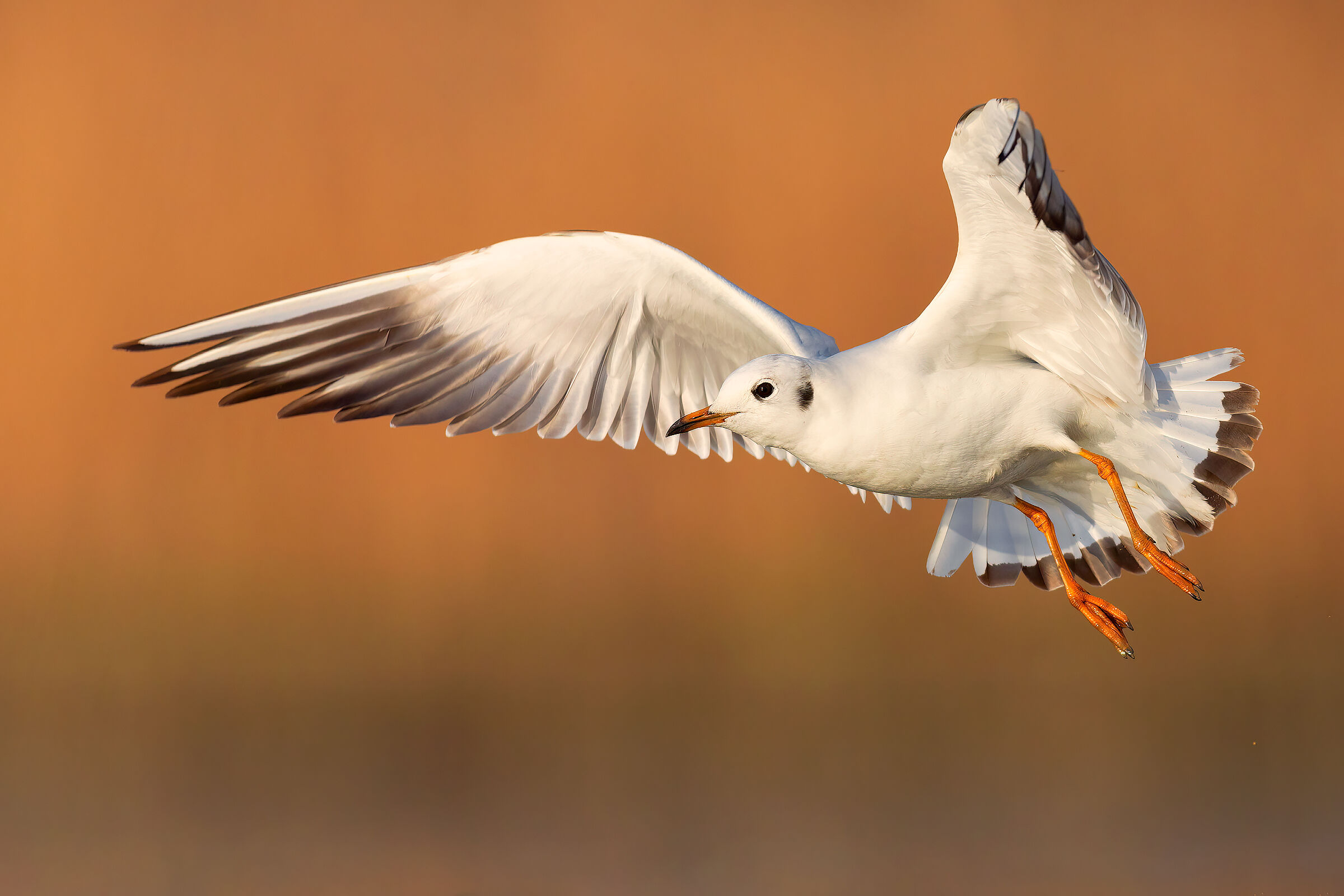 Gull