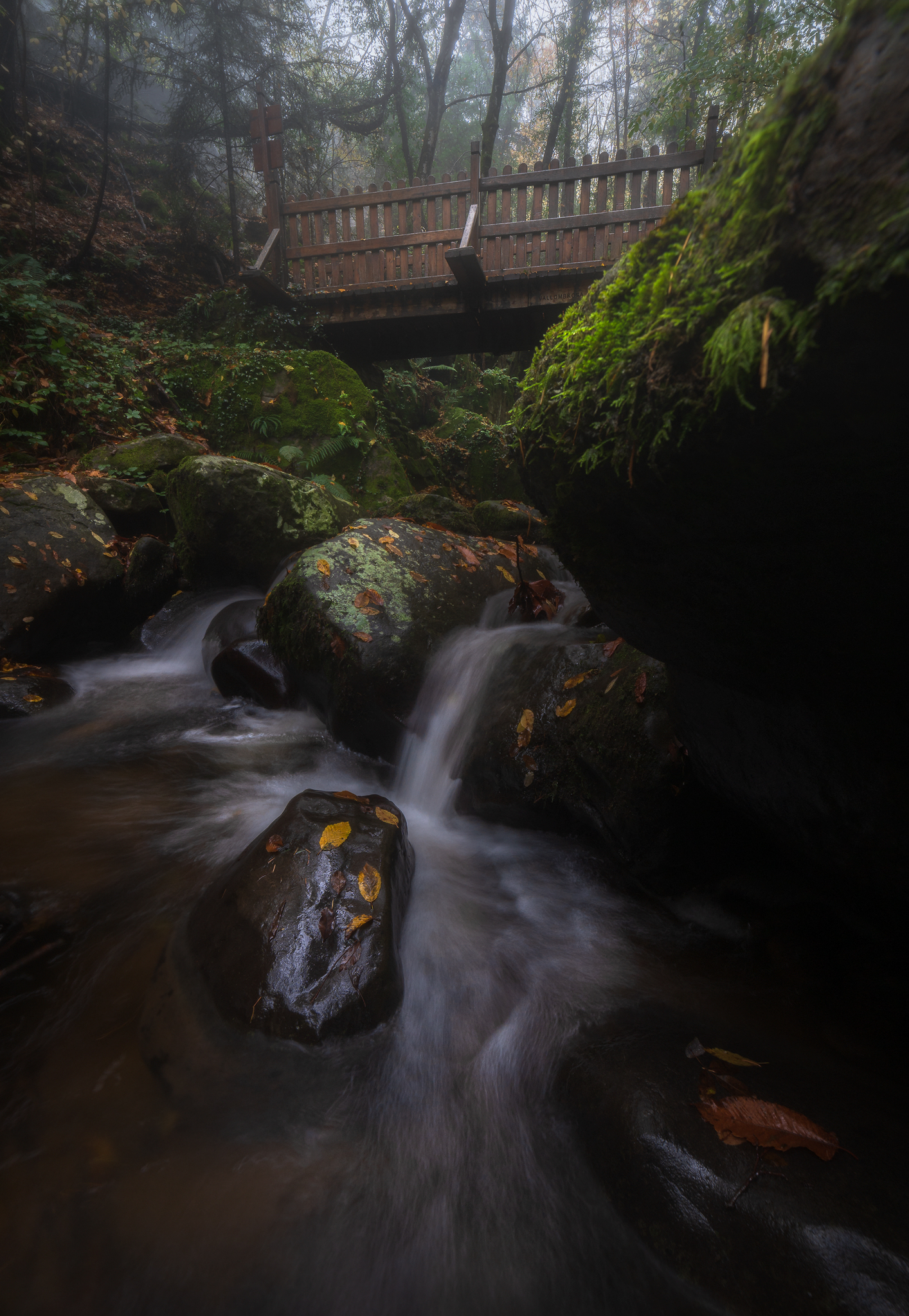 Il ponte nella foresta