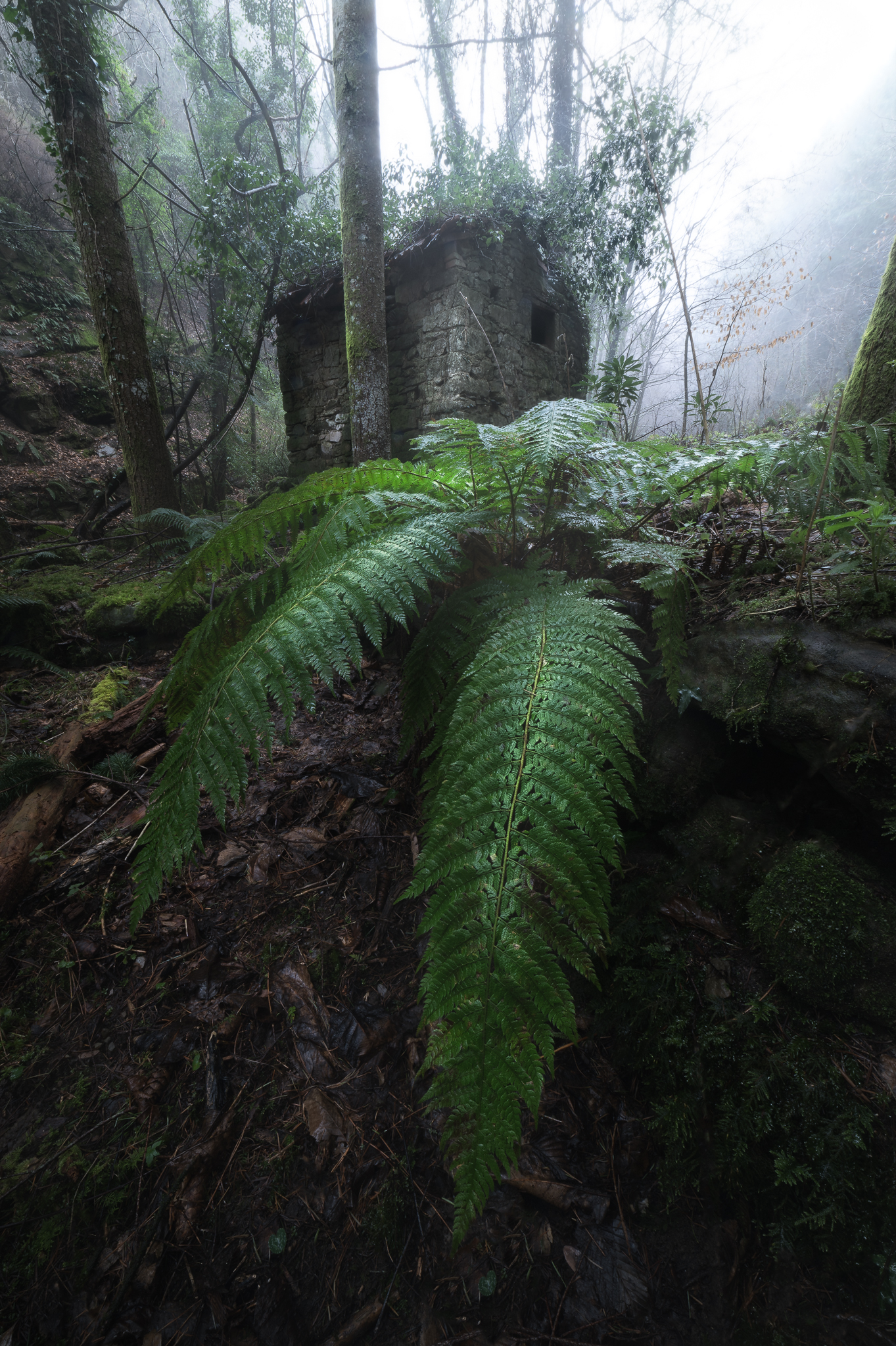 La casetta nel bosco