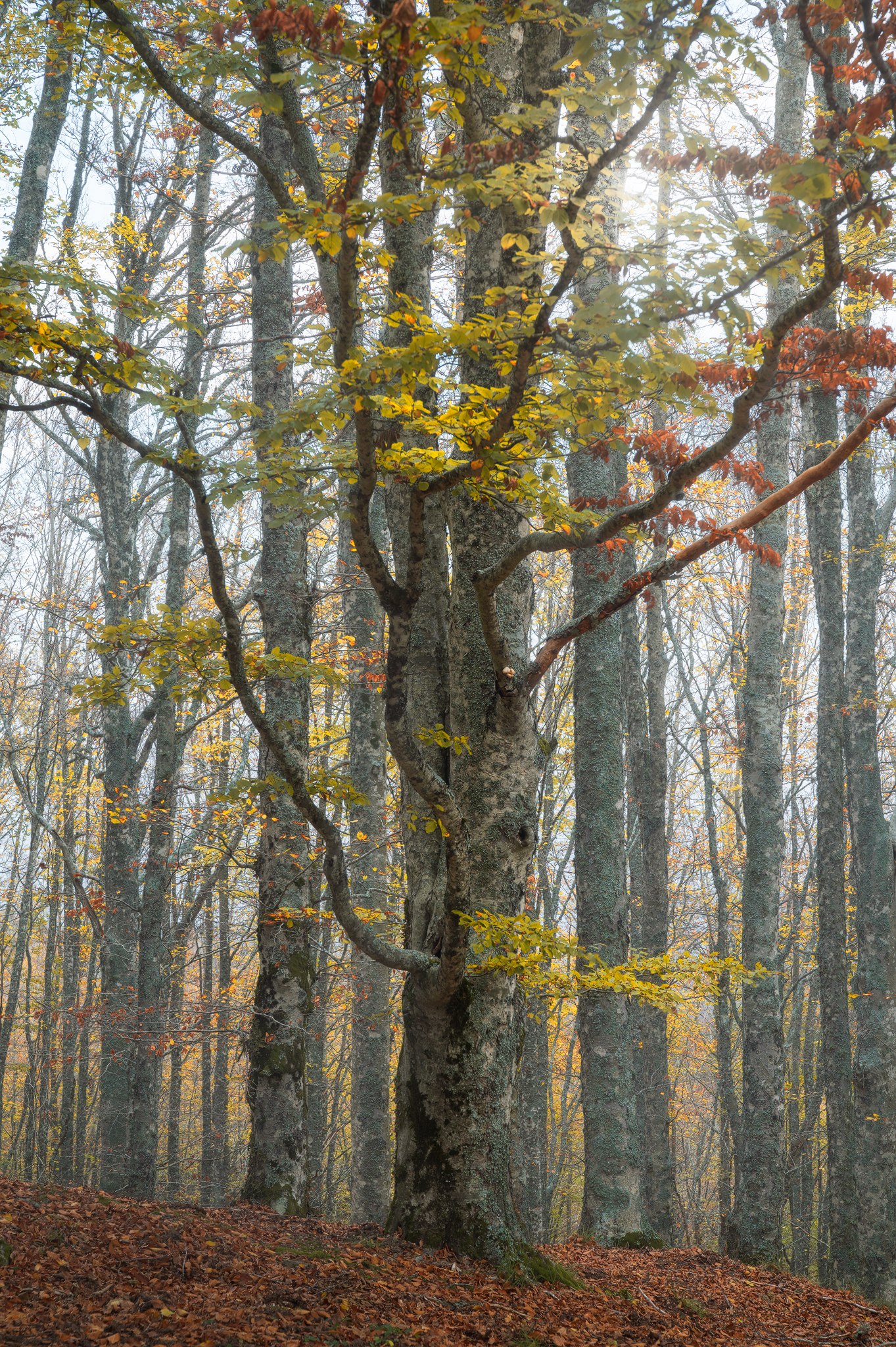 Nel cuore dell'autunno