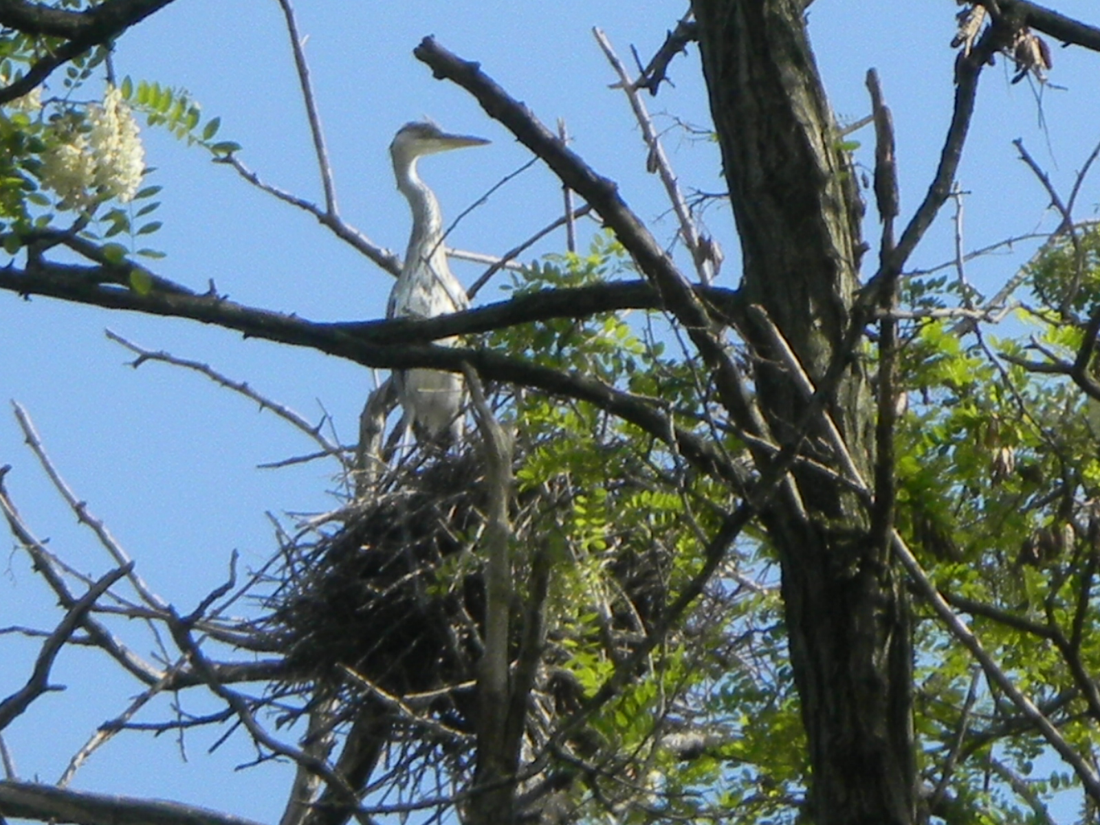 Nido di Airone Cenerino