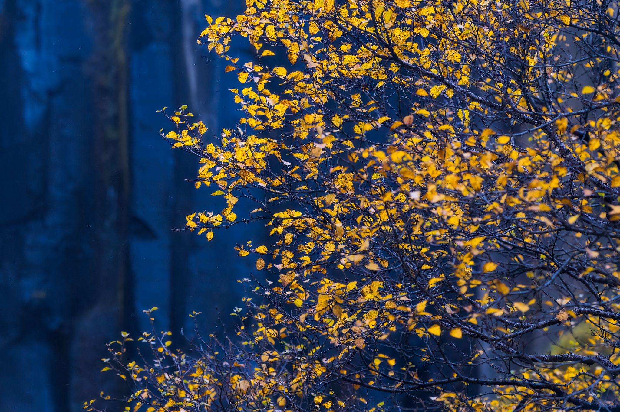 Dettaglio autunnale a Svartifoss