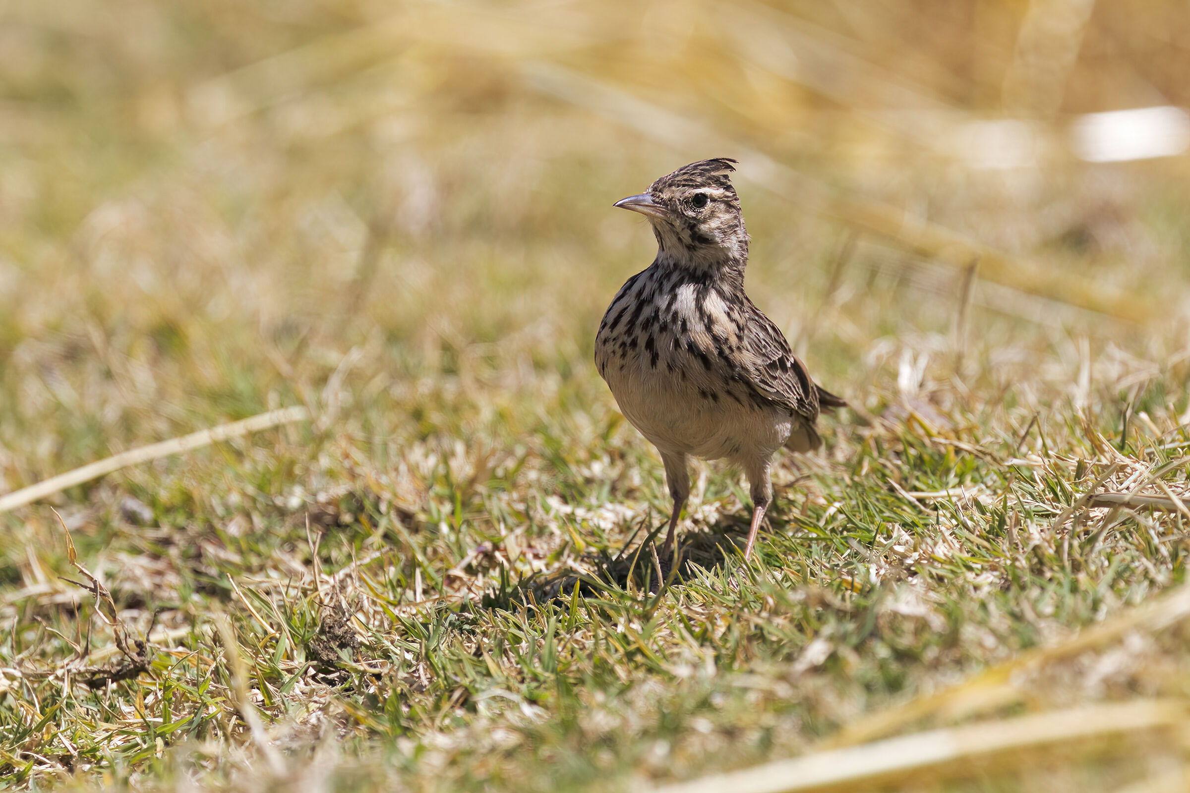 Crested lark
