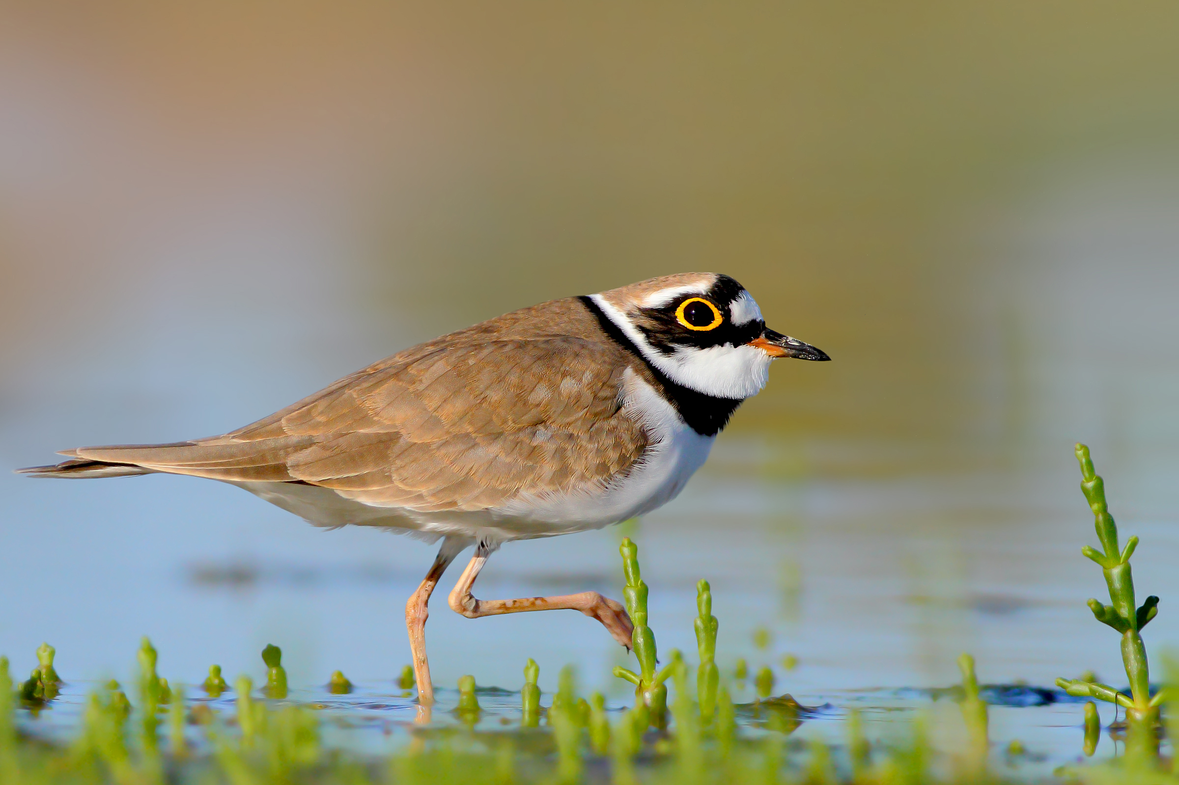 Preparativi di accoppiamento.