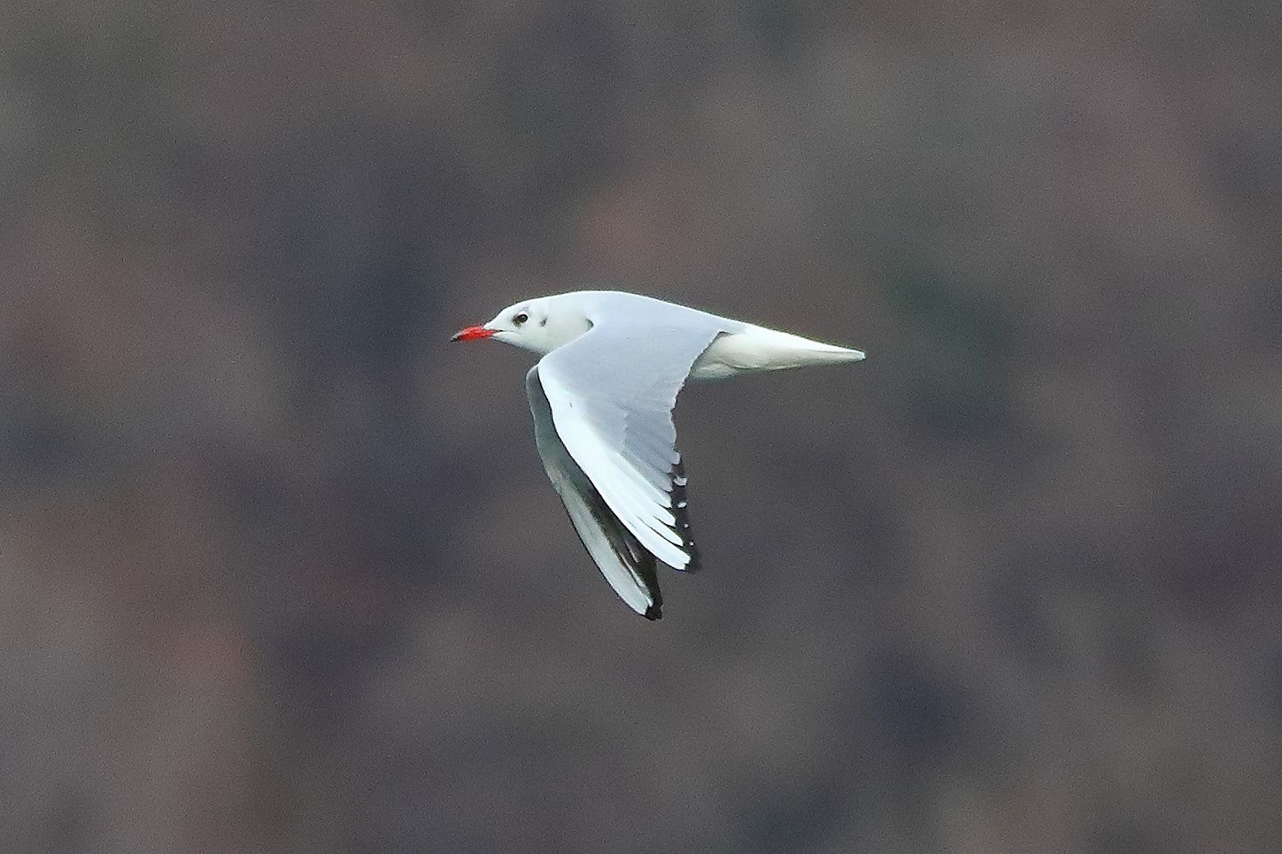 Gabbiano terrestre 11-01-2023