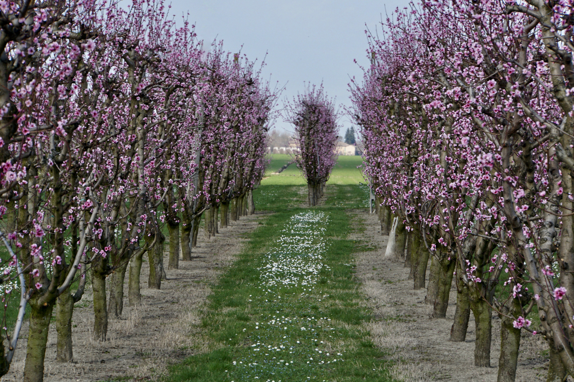 solo di queste pesche