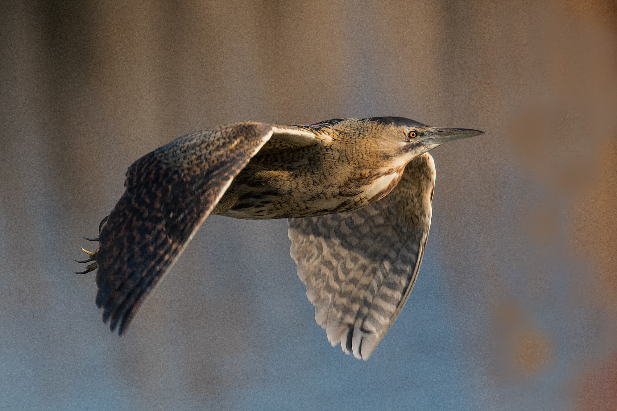 Tarabuso in volo - Lago di Porta