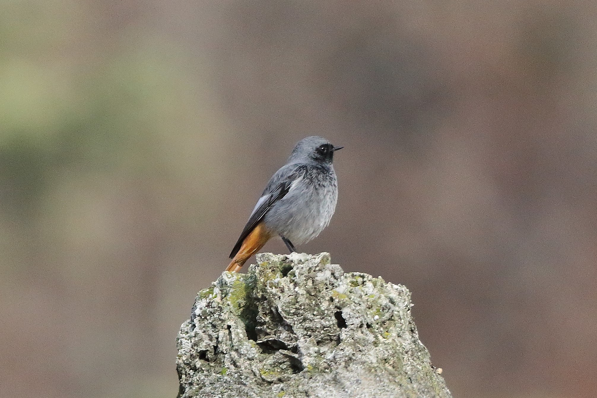 Codirosso 04 gennaio 2023