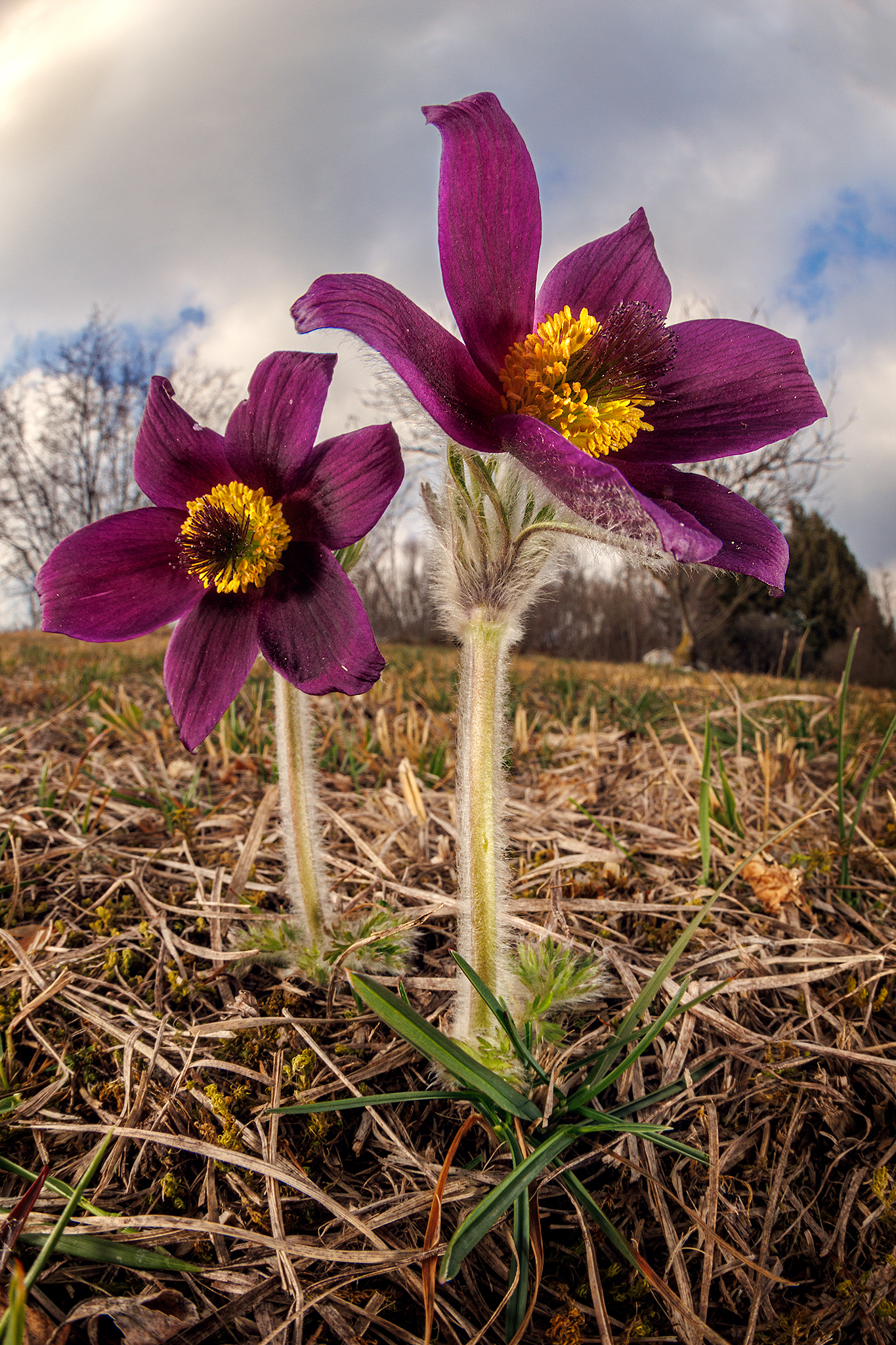 Pulsatilla montana
