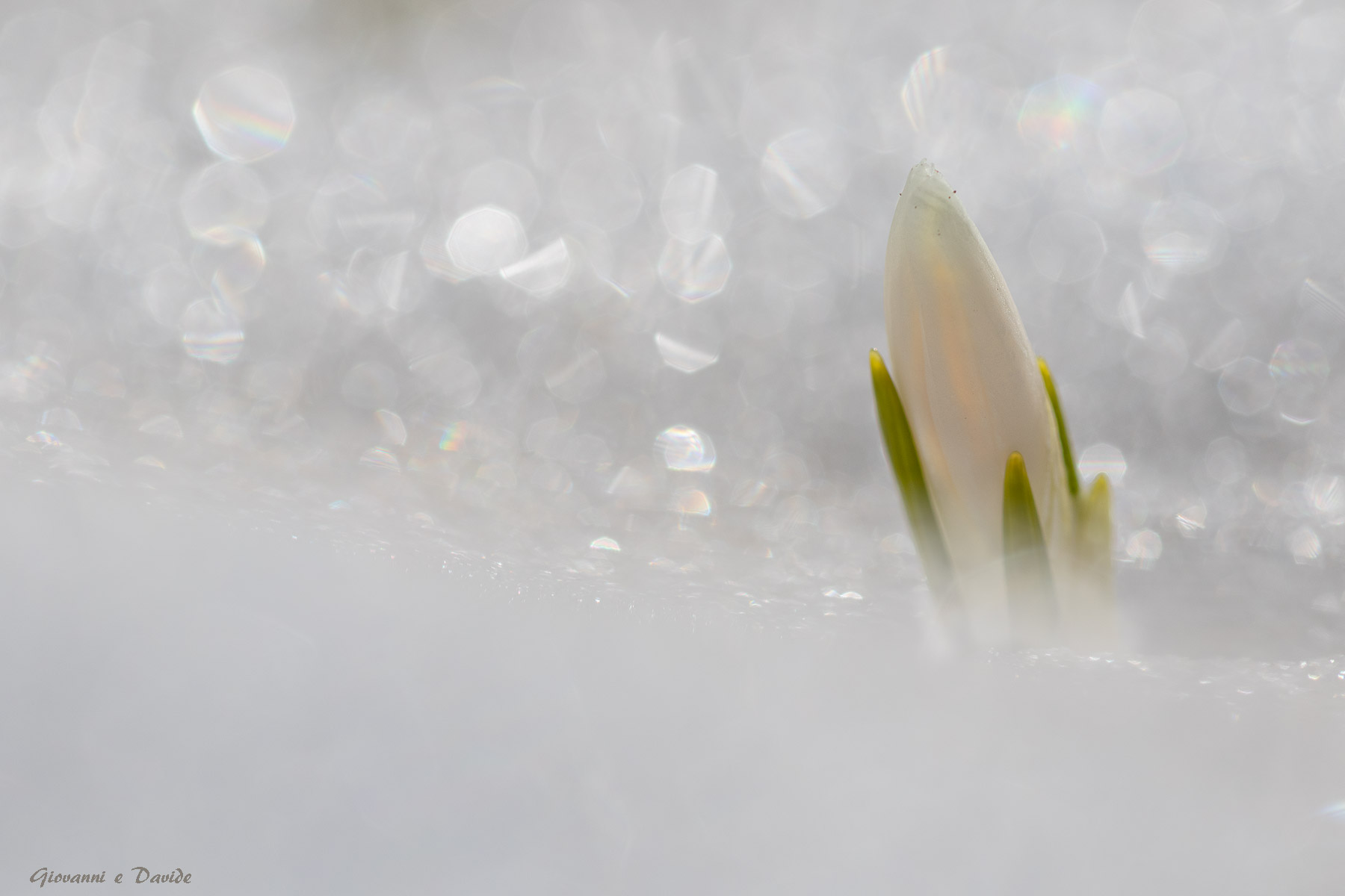 ... Spring sparkle...