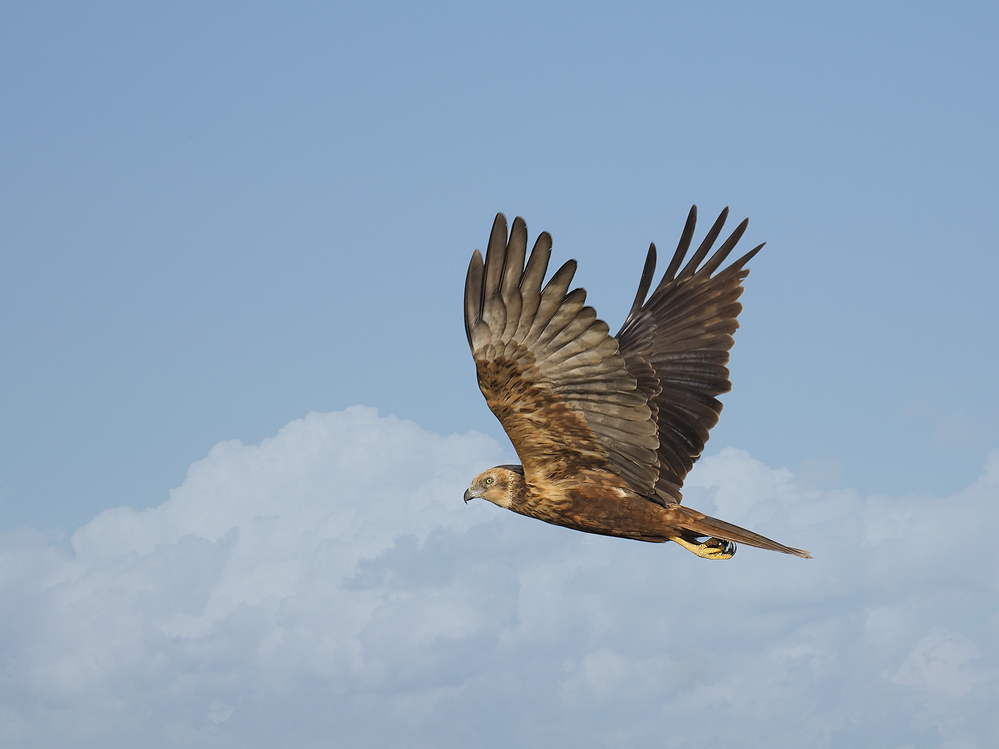 Marsh harrier