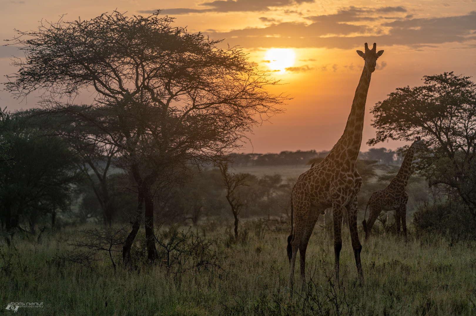 Golden shower at golden hour