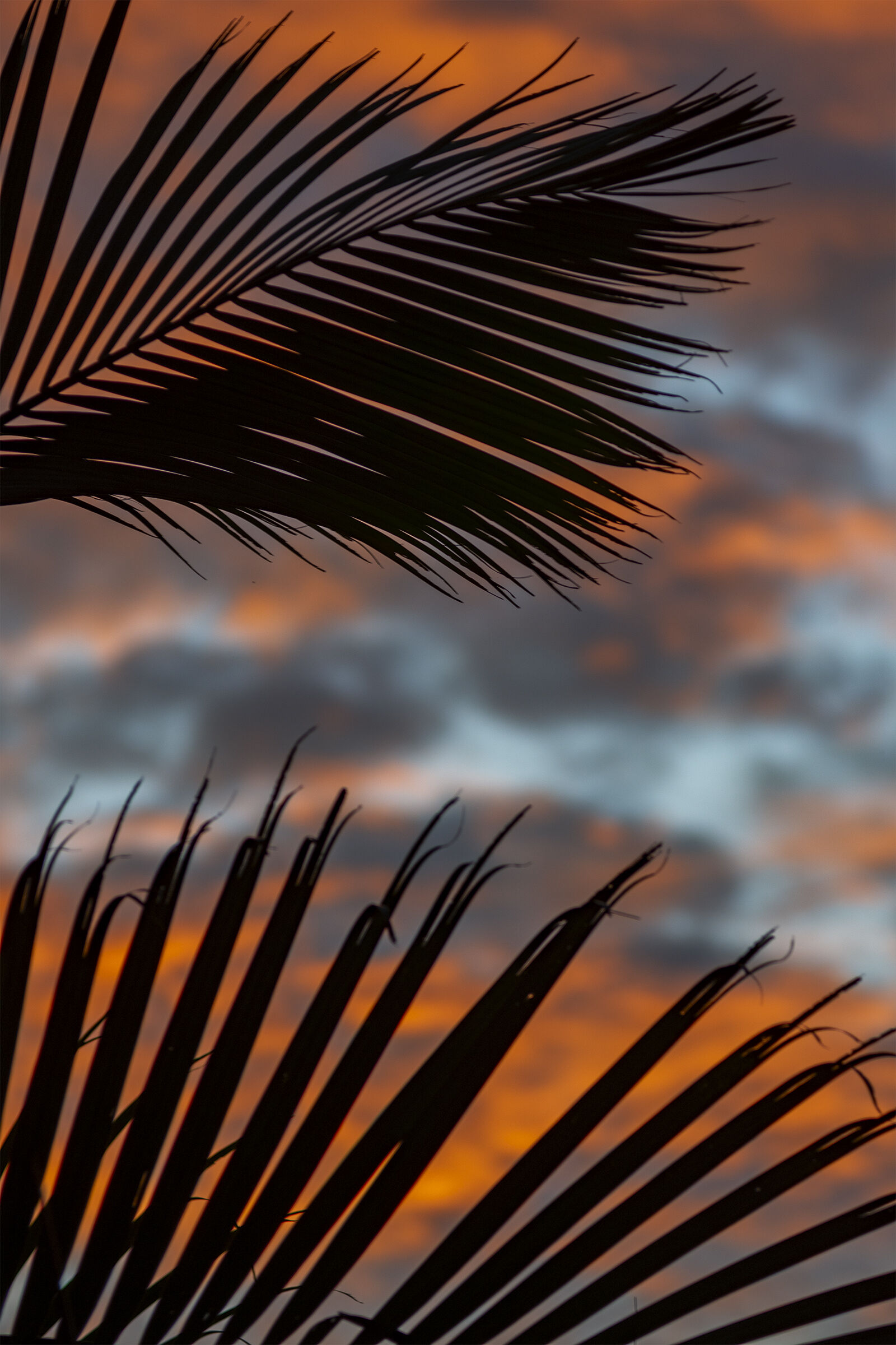 Tramonto tra gi alberi