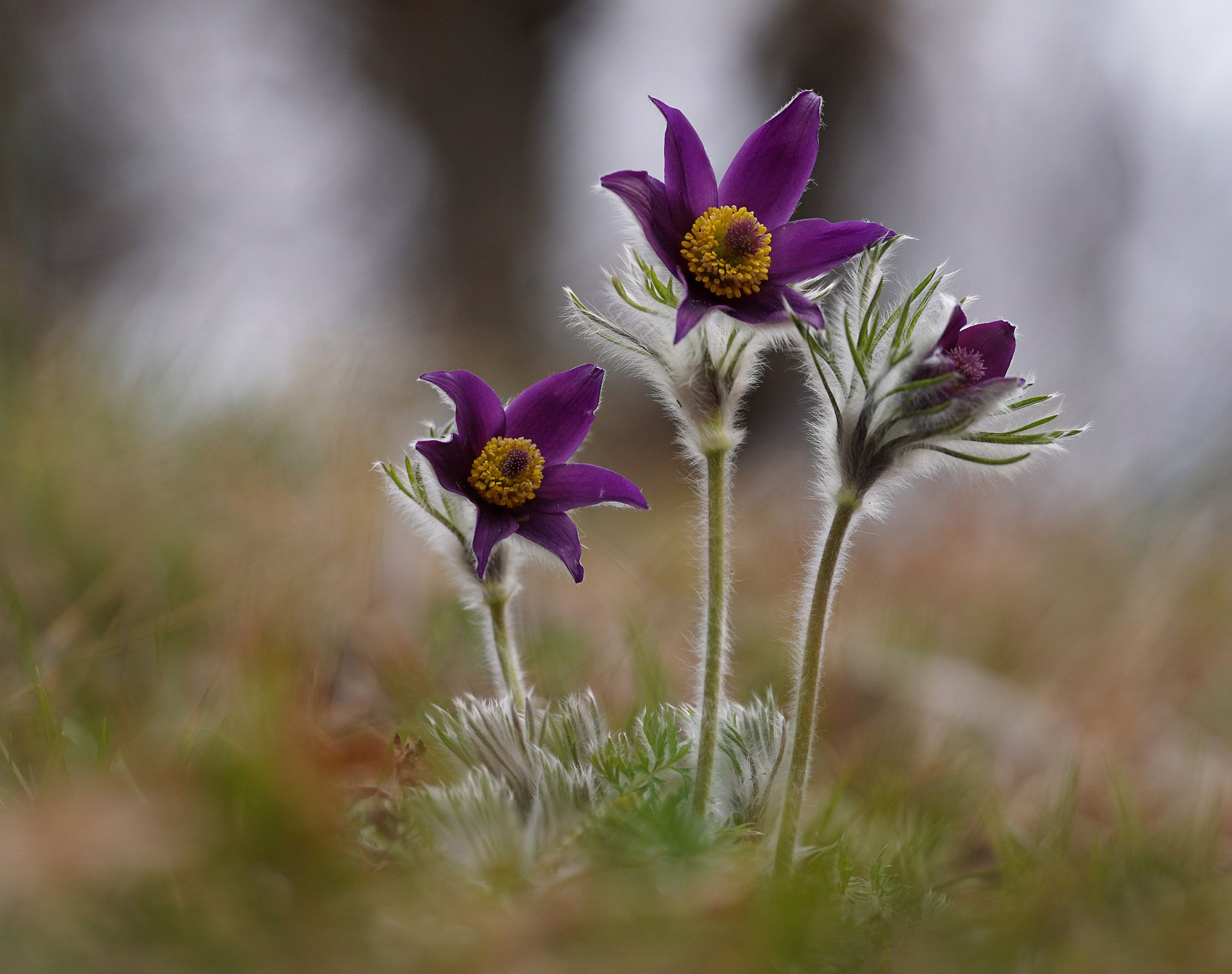 Pulsatilla