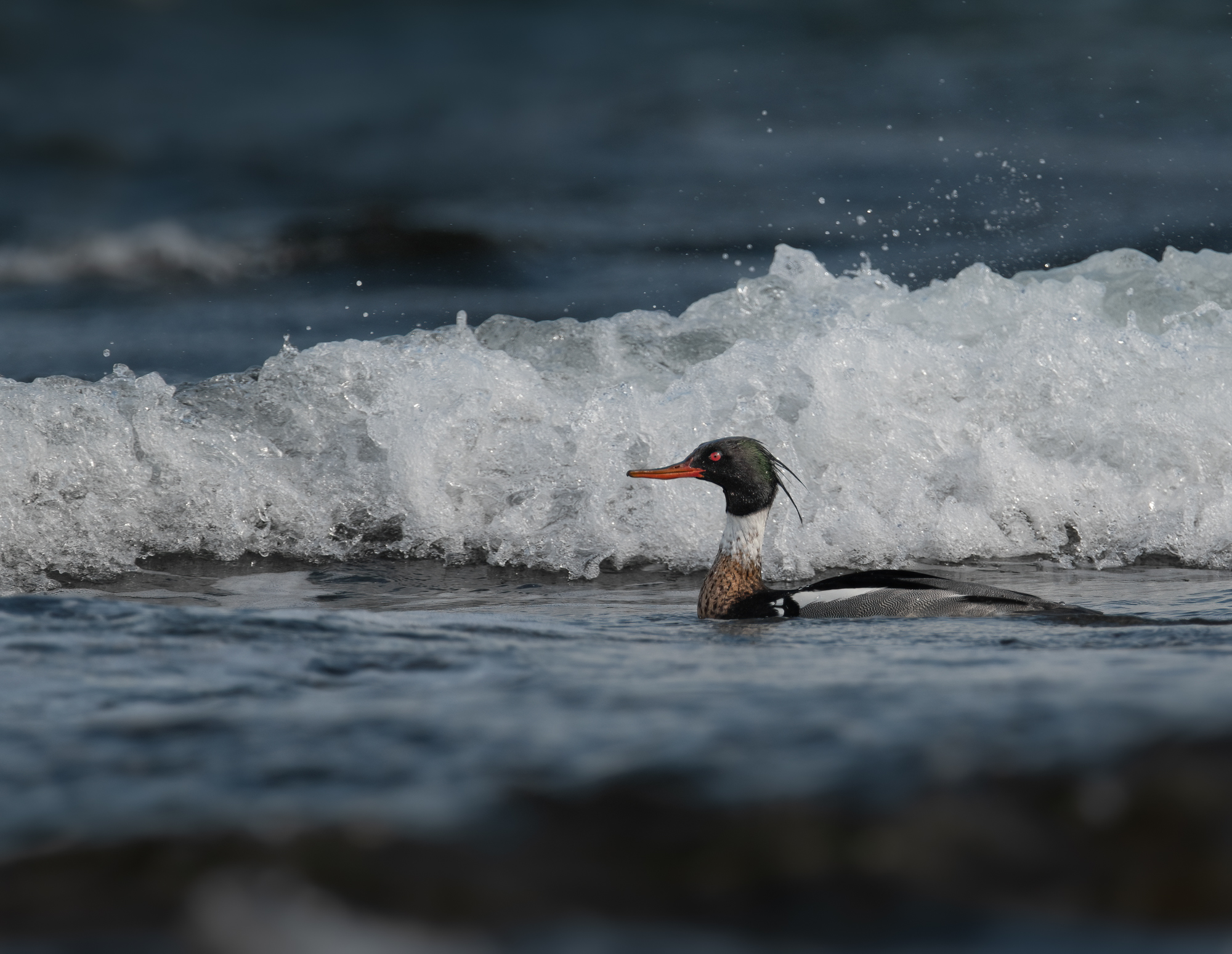 Lesser Merganser (m)