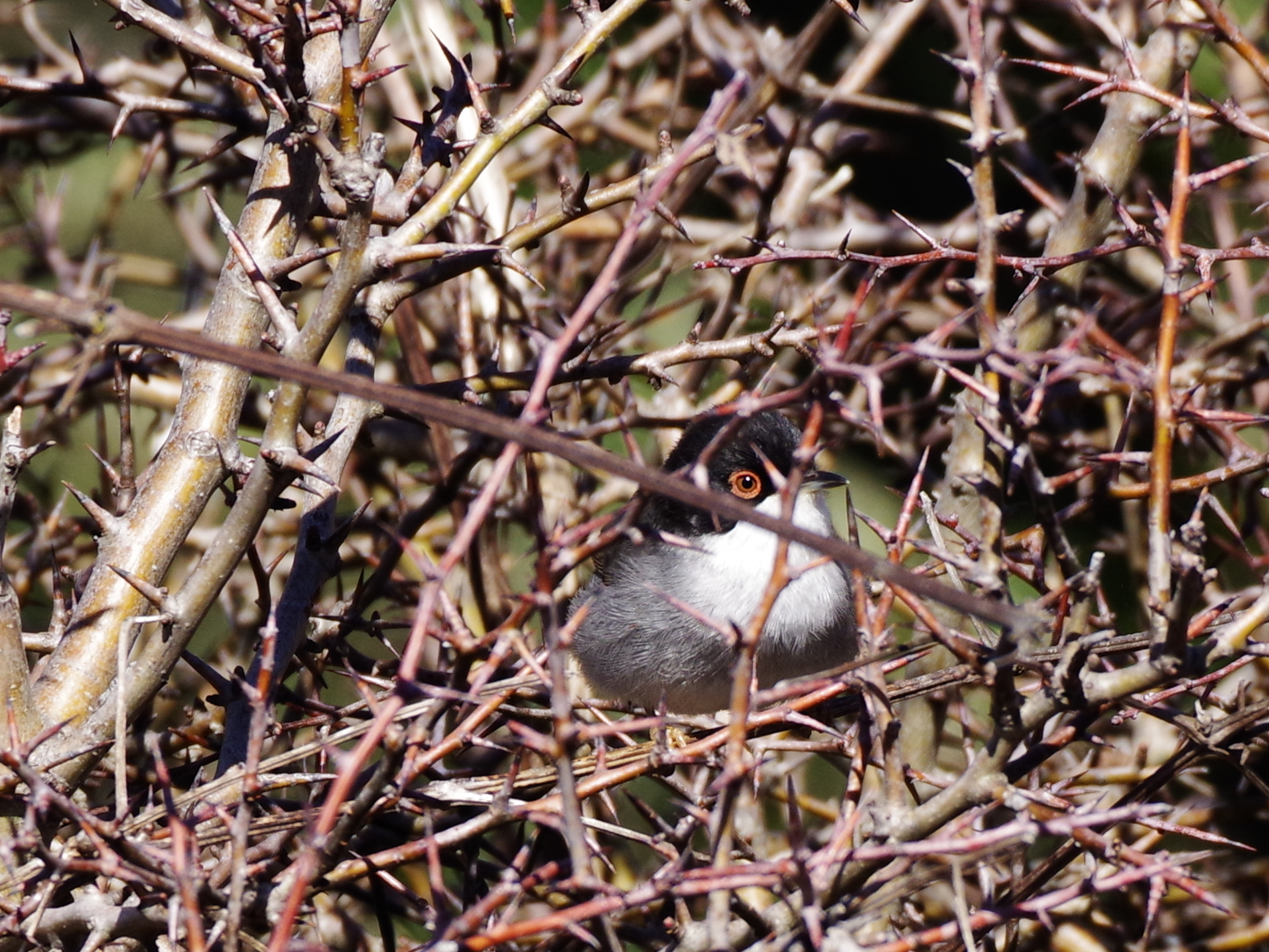 Sardinian warbler