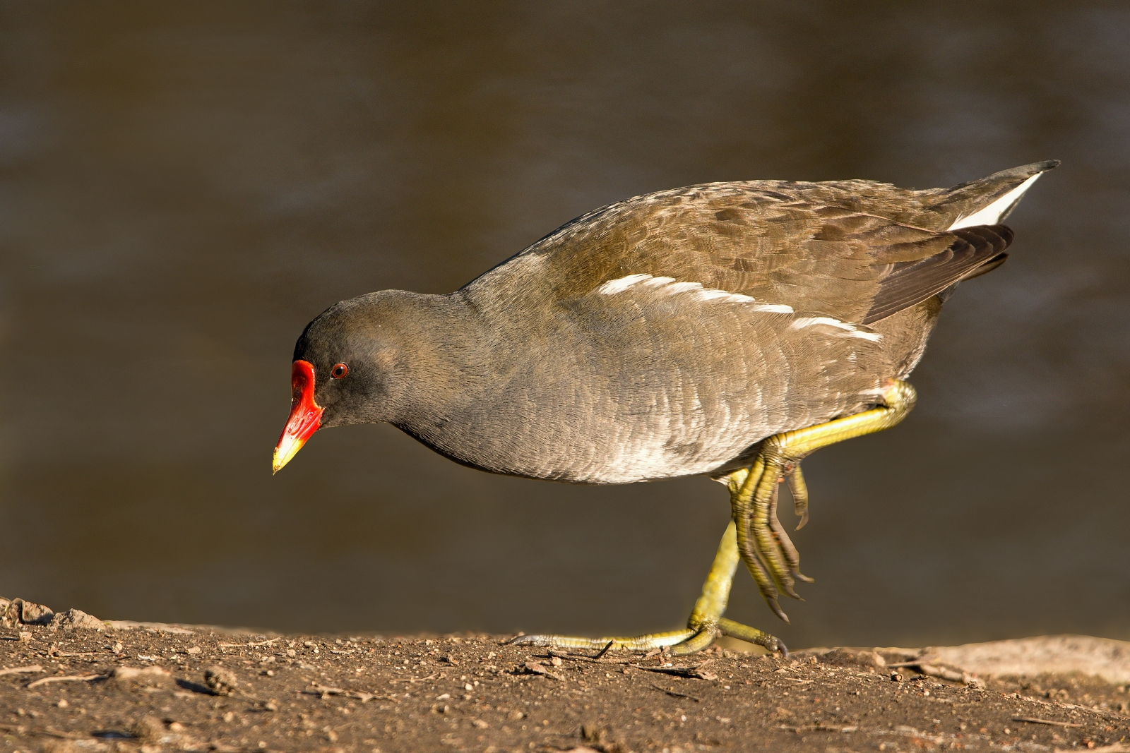 Gallinula chloropus)