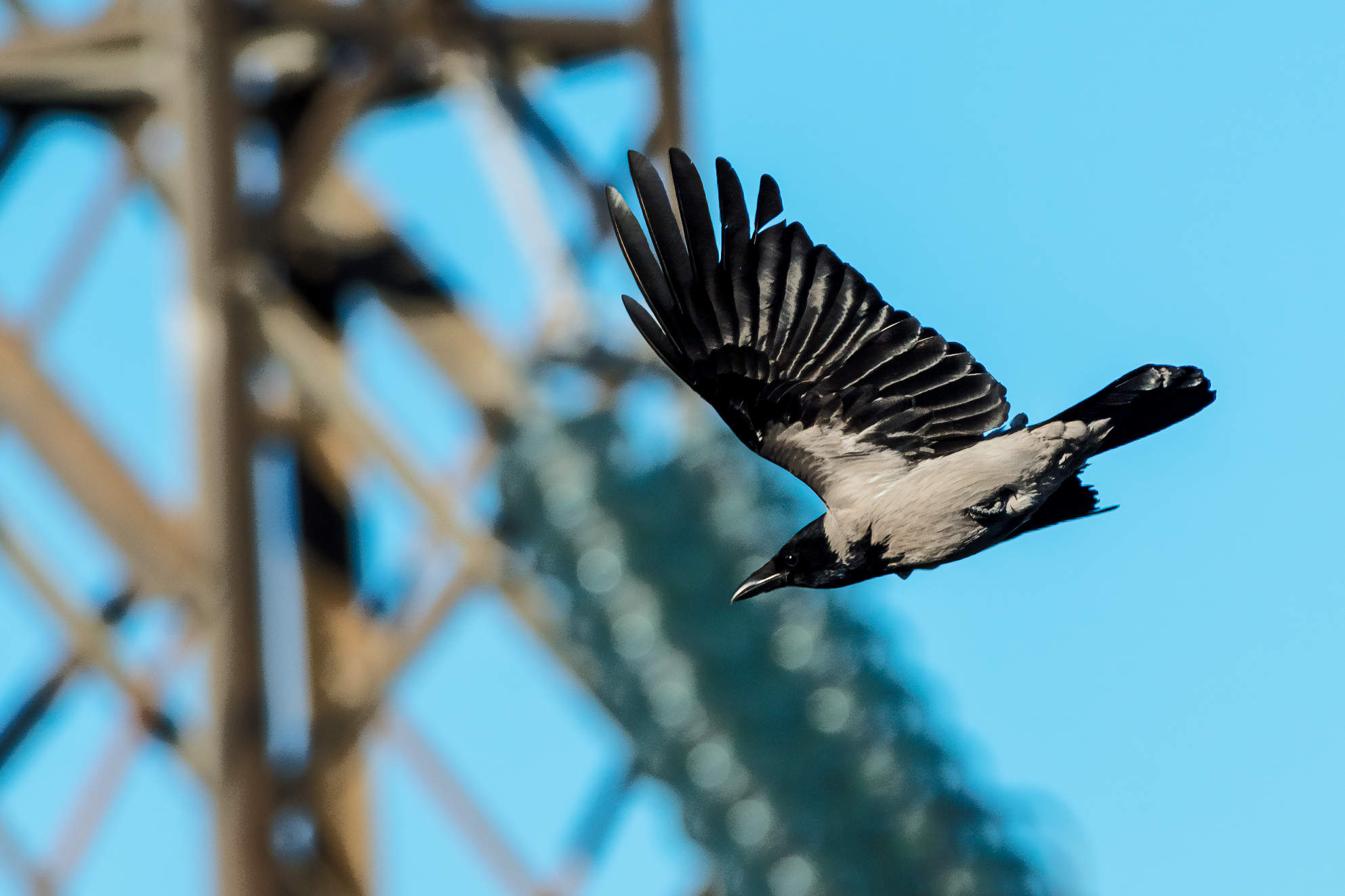 Crow