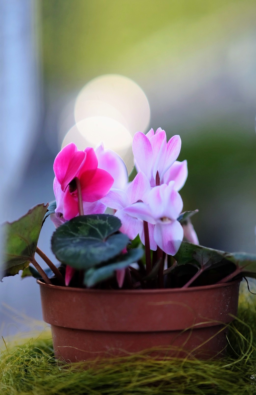 I soliti ciclamini...