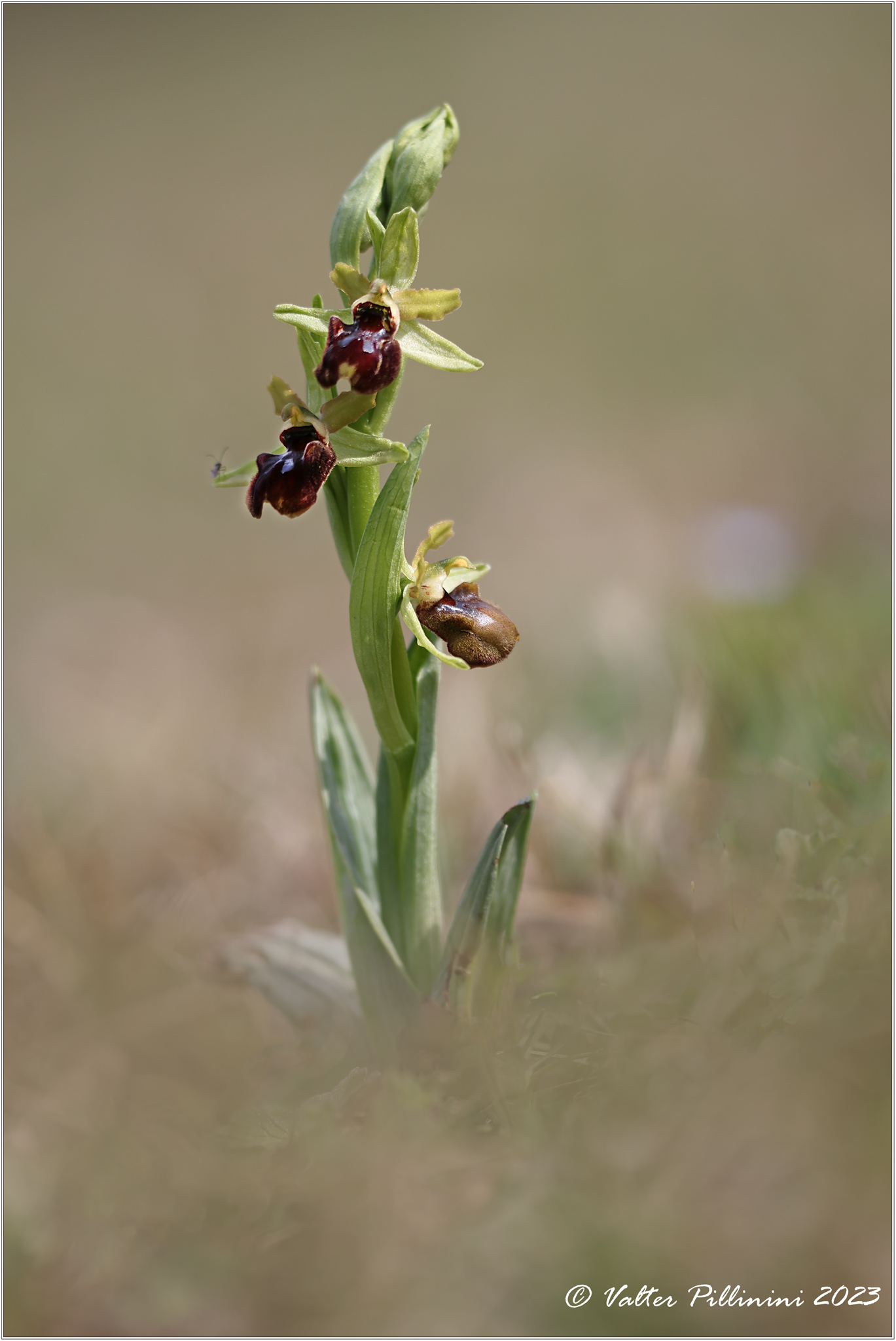Ophrys sphegodes.