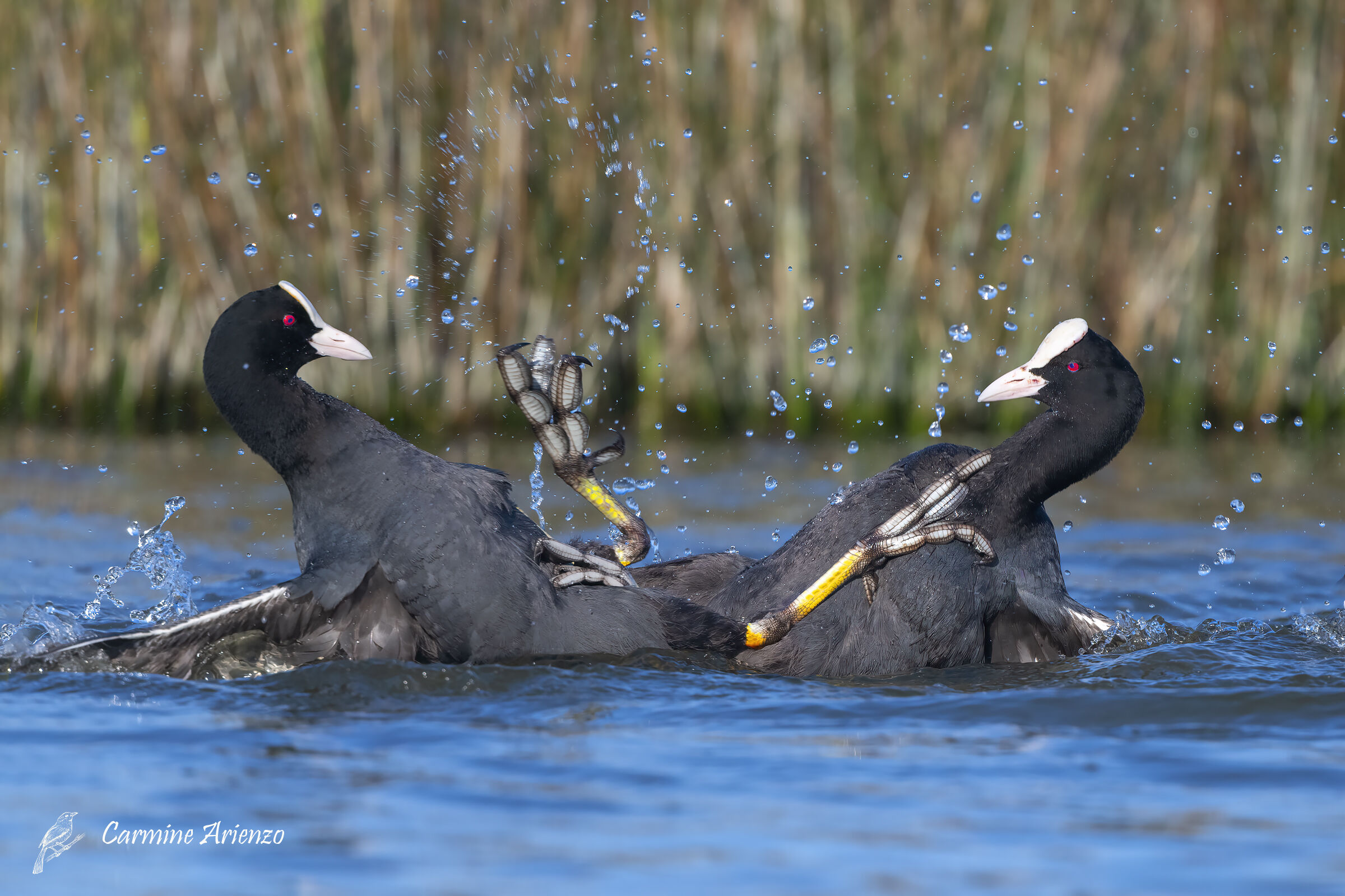 coot fight